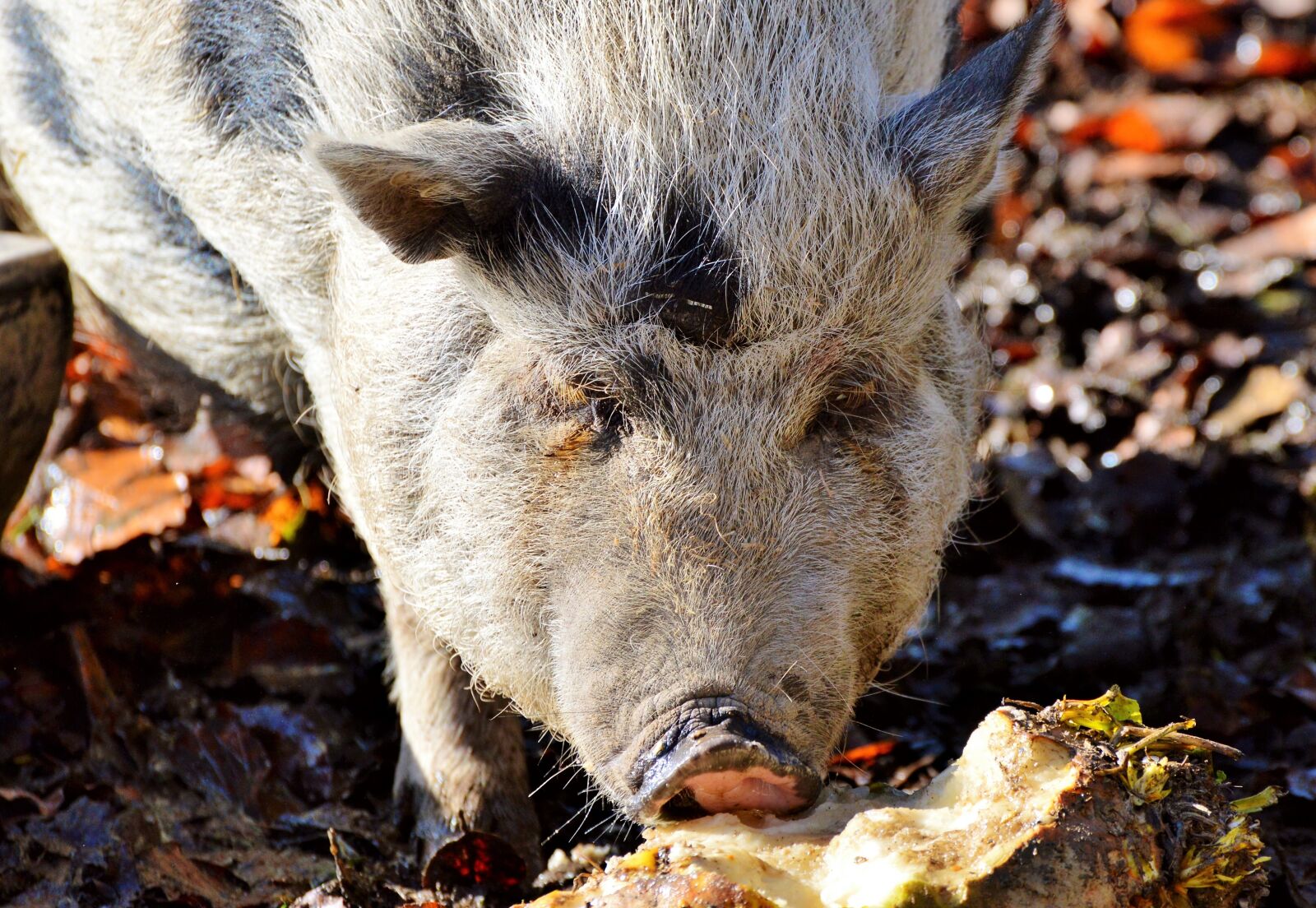Nikon D3200 sample photo. Pot bellied pig, pig photography
