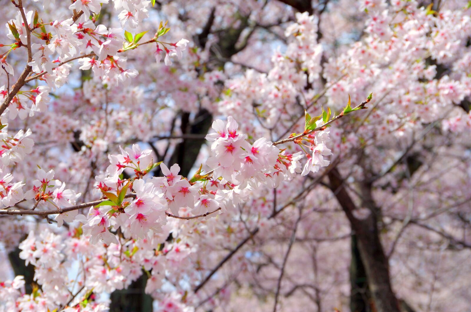 Pentax K-30 sample photo. Cherry, flowers, wood photography