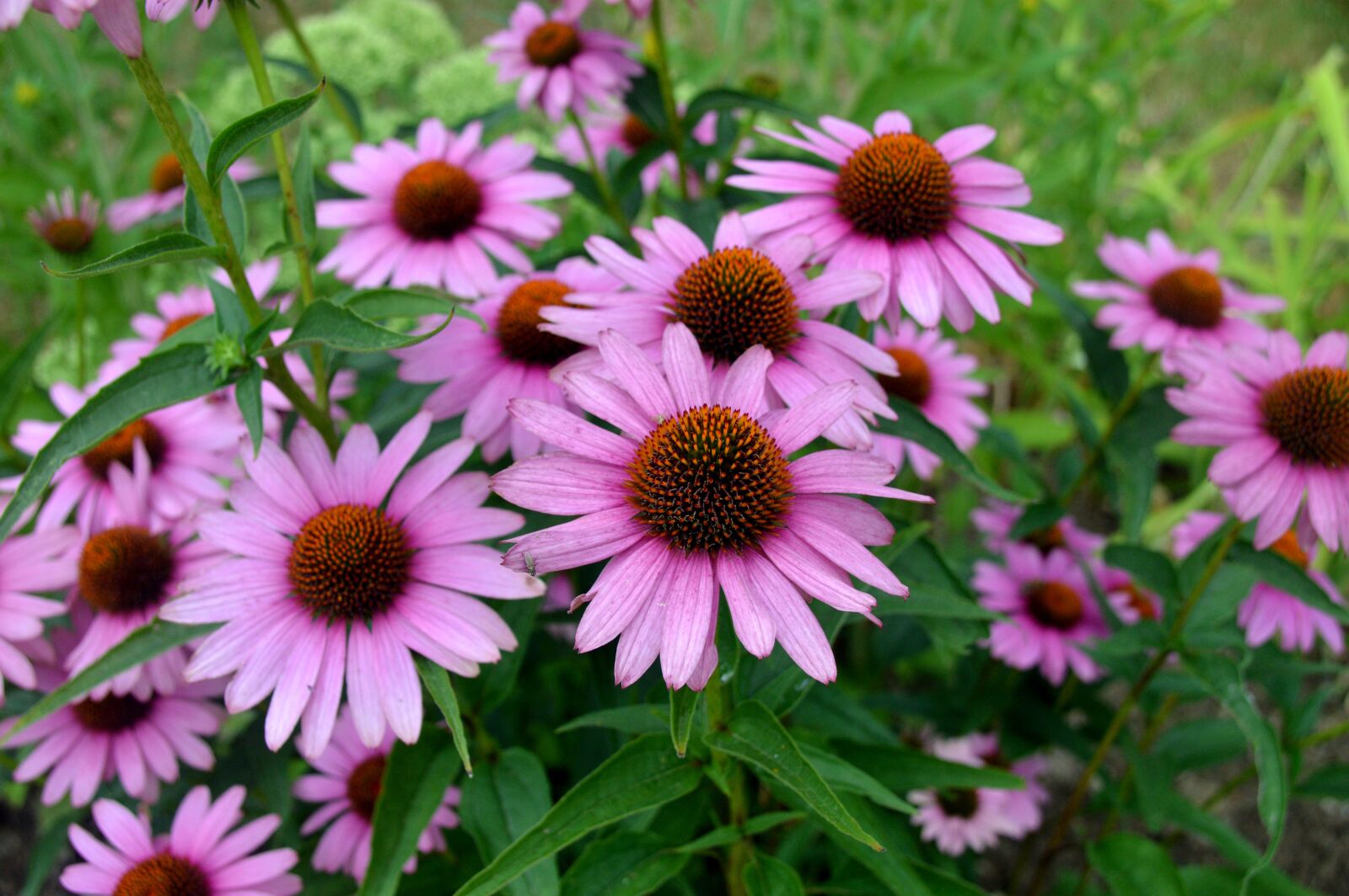 Nikon D3200 sample photo. Sonnenhut, blume, natur photography