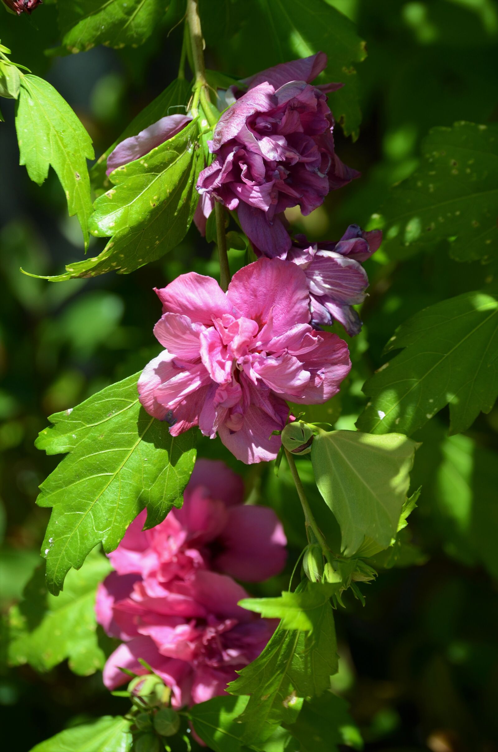 Nikon D7000 sample photo. Flower, purple, bloom photography