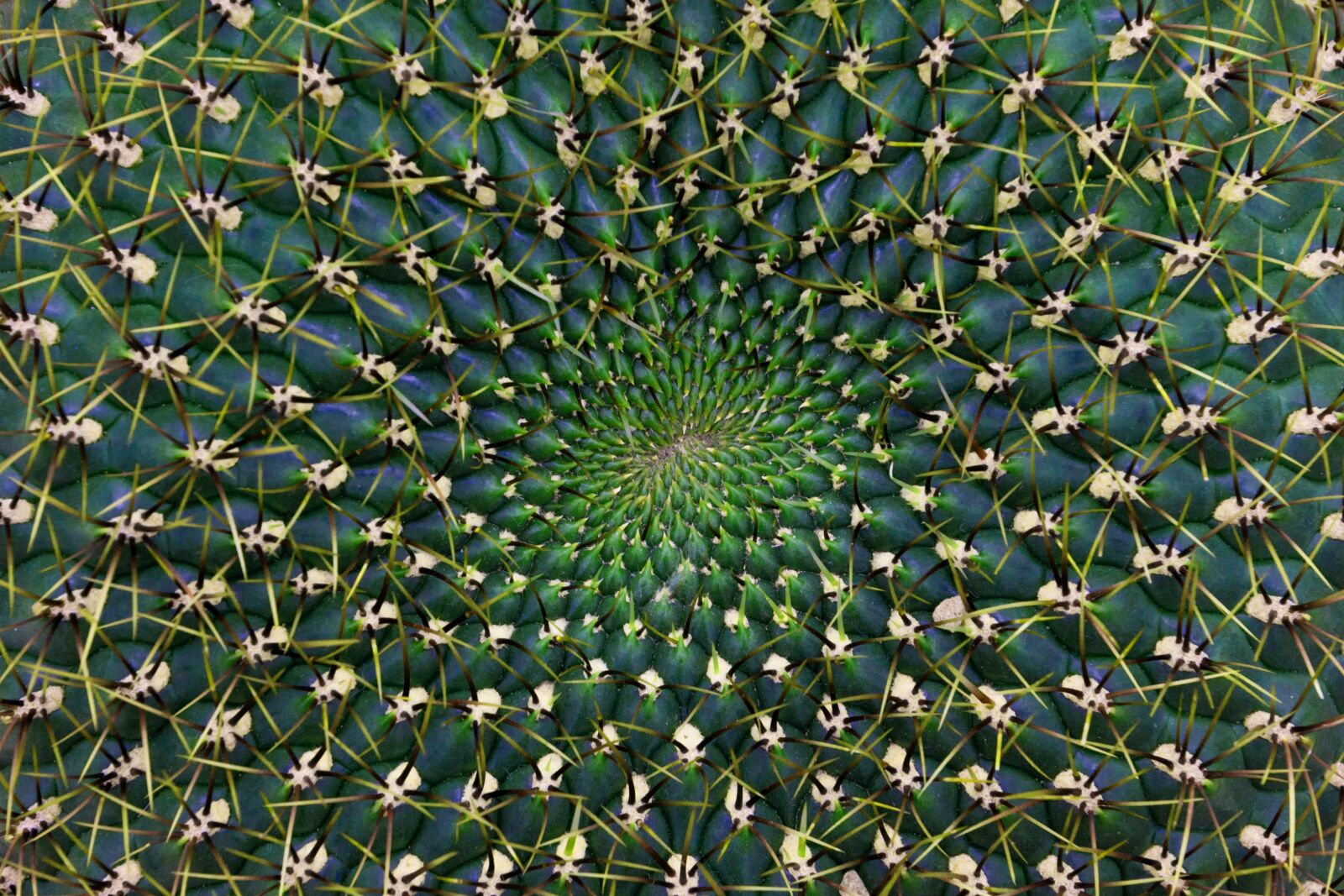Canon EOS 70D sample photo. Cactus, pattern, thorns photography