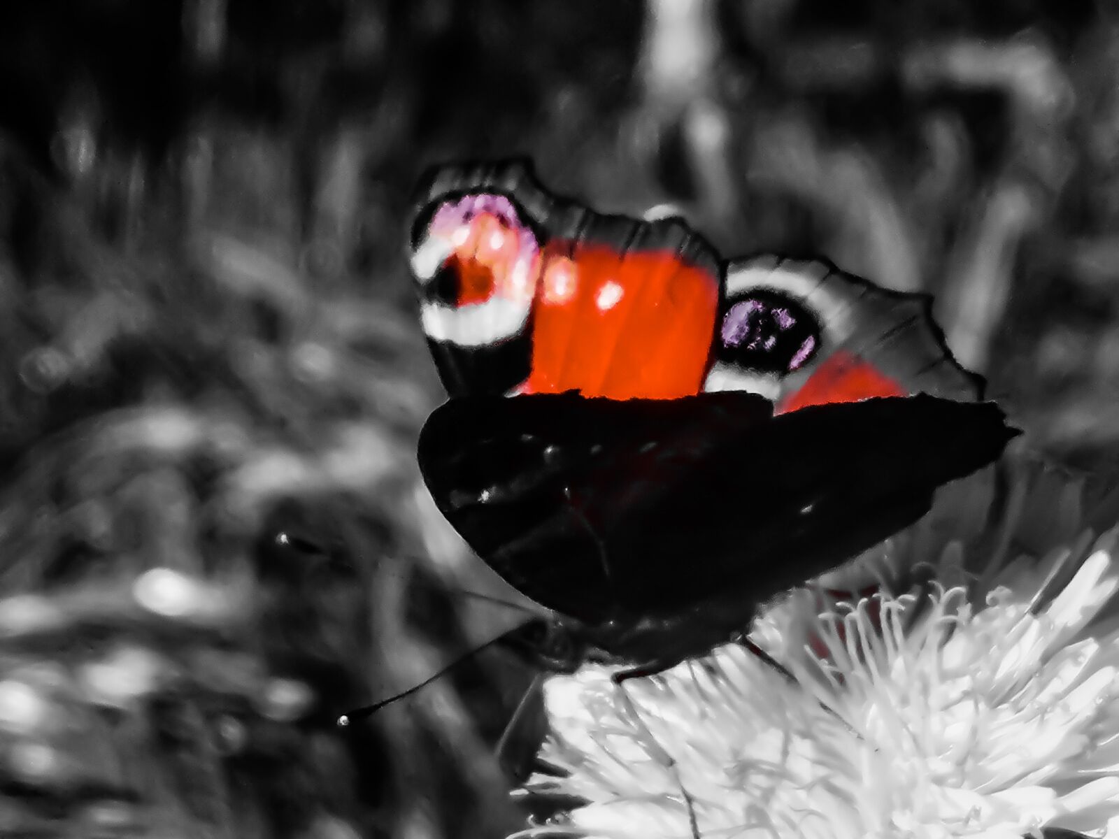 HUAWEI EML-L29 sample photo. Butterfly, wings, black and photography