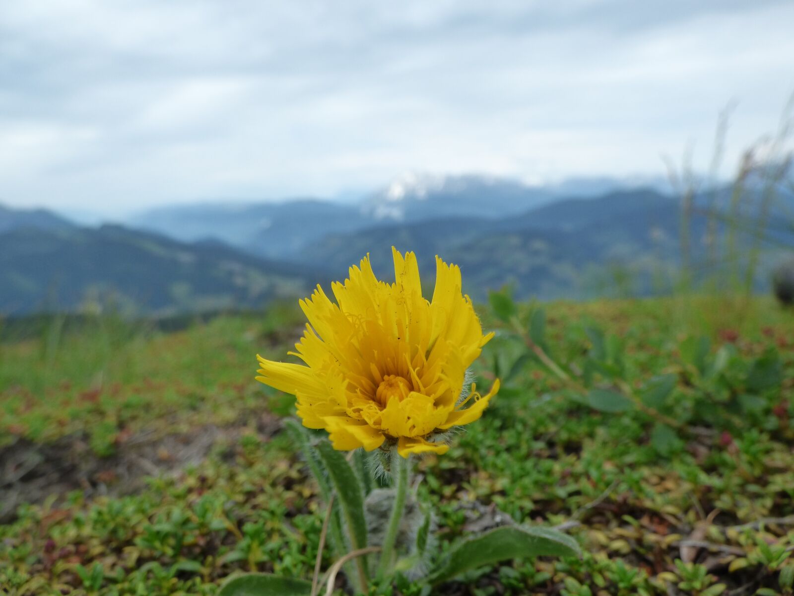 Panasonic DMC-FZ72 sample photo. Blossom, bloom, mountains photography