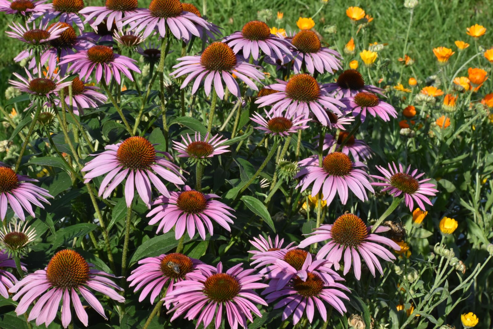 Nikon D3400 sample photo. Echinacea, purple, bush photography