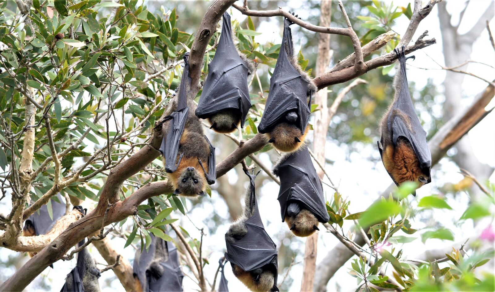 Nikon D7000 sample photo. Fruit bats, nsw, road photography