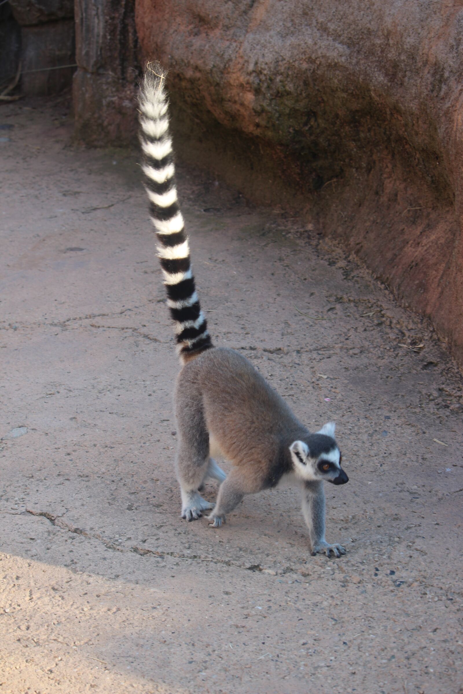Canon EF-S 55-250mm F4-5.6 IS STM sample photo. Lemur, madagascar, nature photography