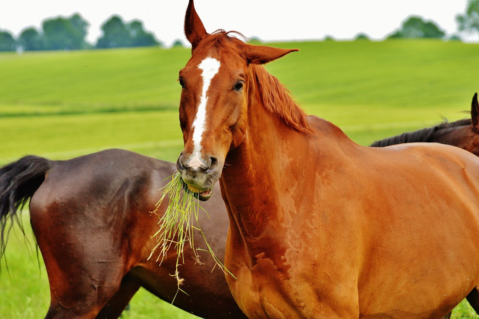 Nikon D3200 sample photo. Horses, for two, coupling photography