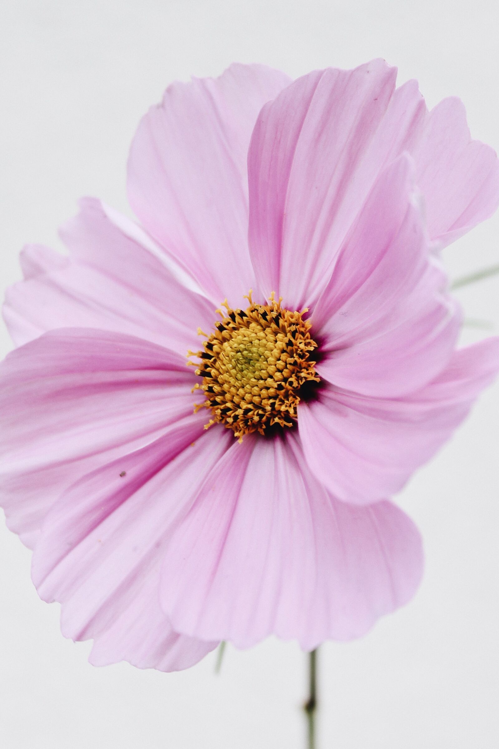 Canon EOS 1100D (EOS Rebel T3 / EOS Kiss X50) sample photo. Autumn, cosmea, pink photography