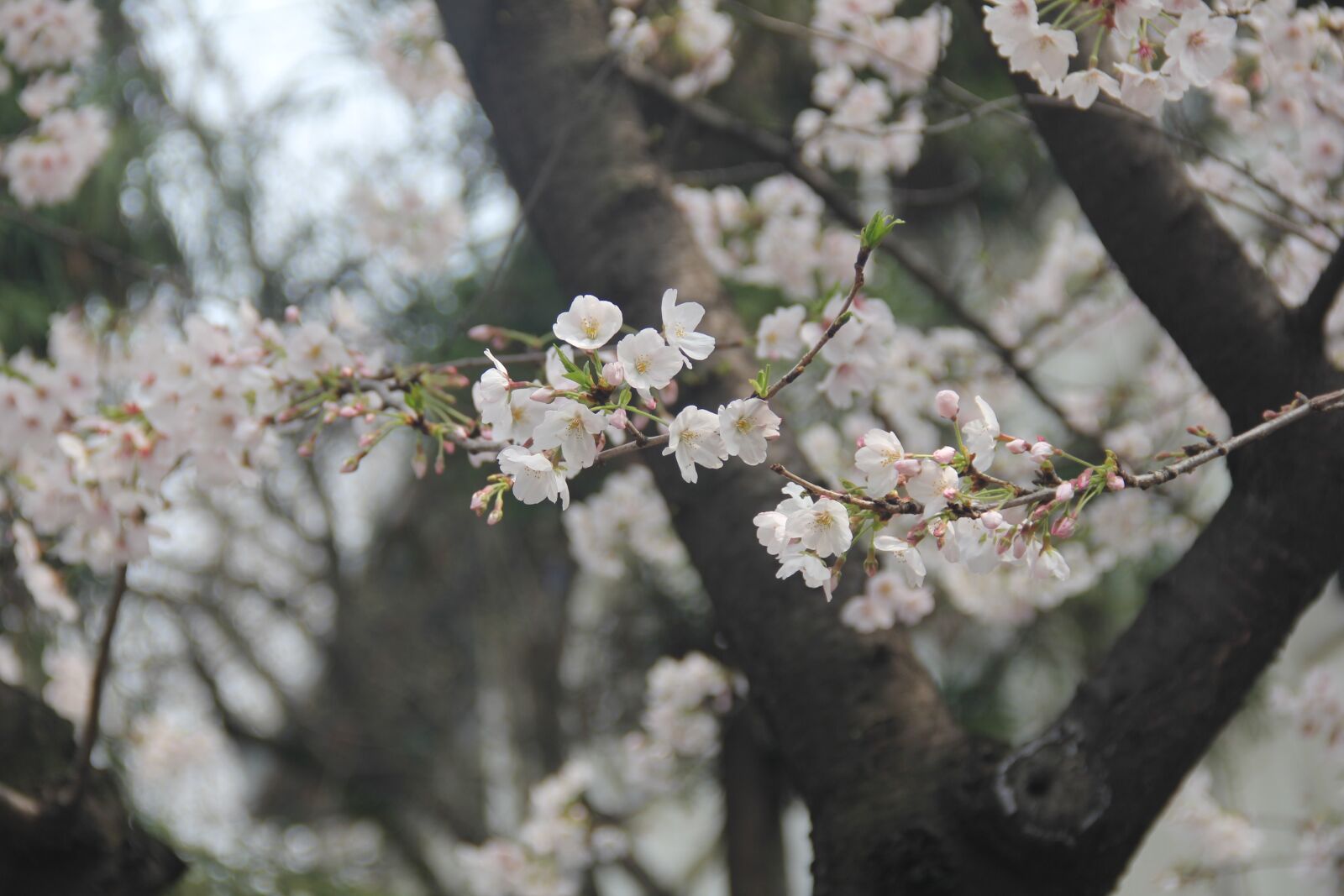 Canon EF-S 18-135mm F3.5-5.6 IS sample photo. Cherry blossom, white, flowers photography