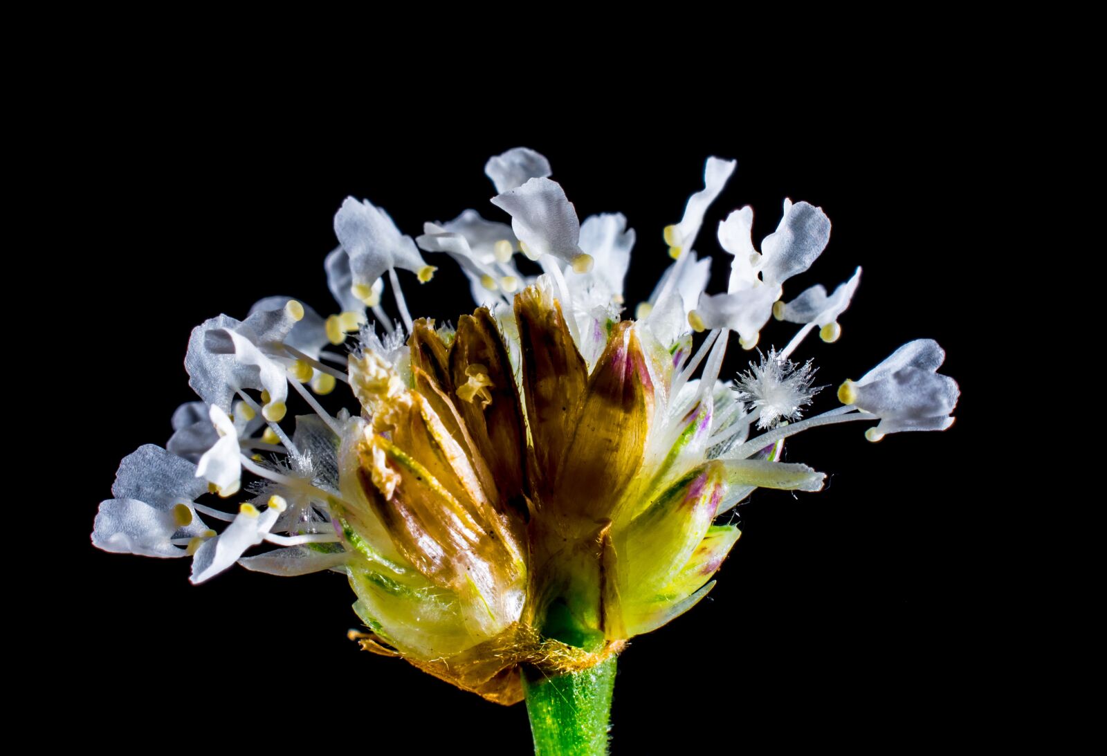 Nikon D5200 sample photo. Small flower, wild flower photography