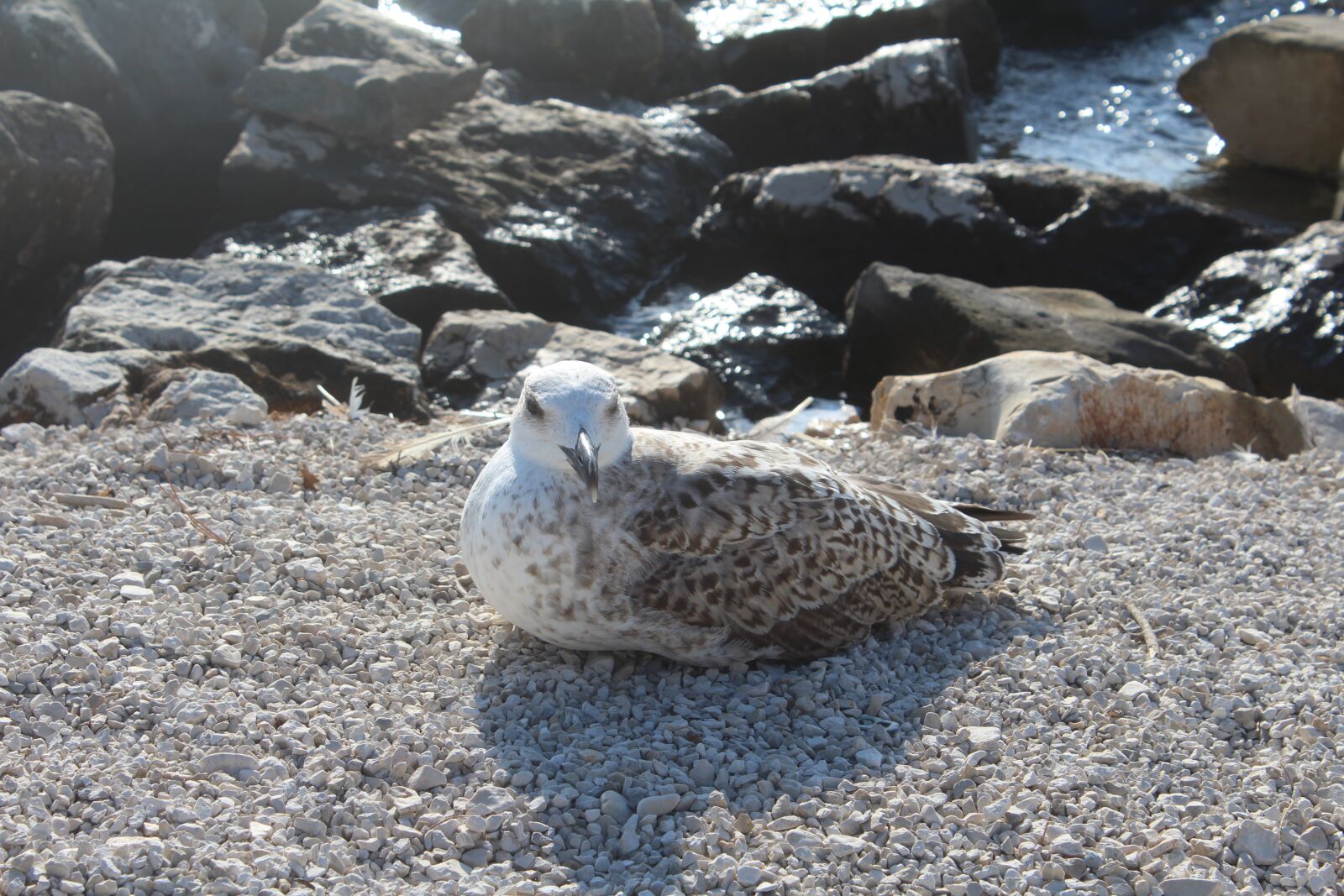 Canon EOS 1200D (EOS Rebel T5 / EOS Kiss X70 / EOS Hi) sample photo. Seagull, beach, croatia photography