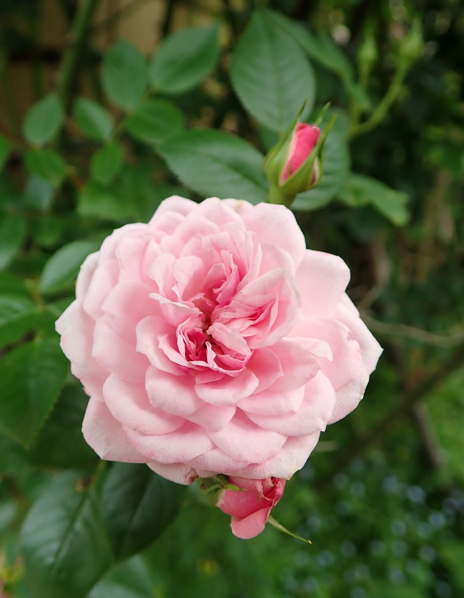 Olympus TG-5 sample photo. Flower, pink rose, buds photography