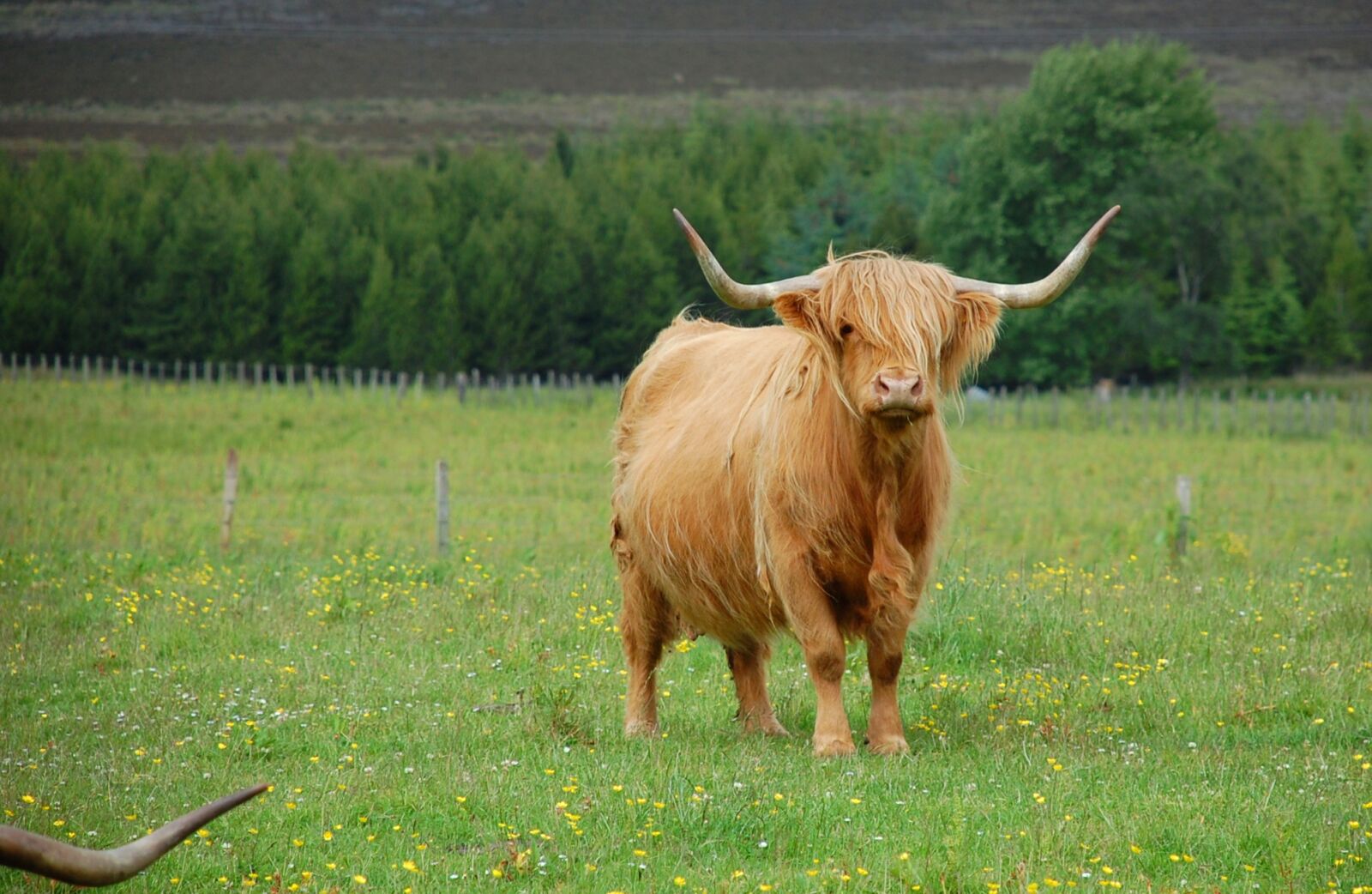 Nikon D40 sample photo. Highland, cow, scotland photography