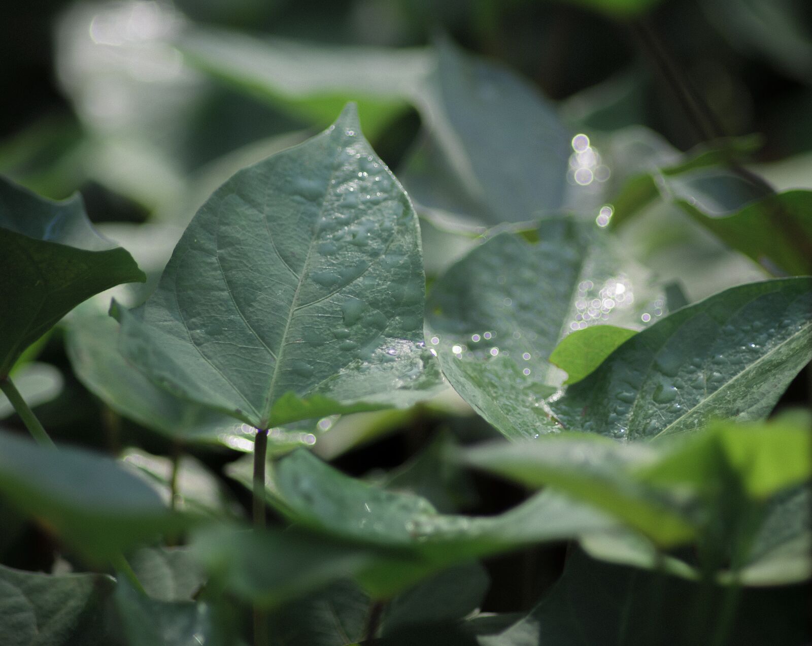 Nikon D5200 sample photo. Green, plant, nature photography