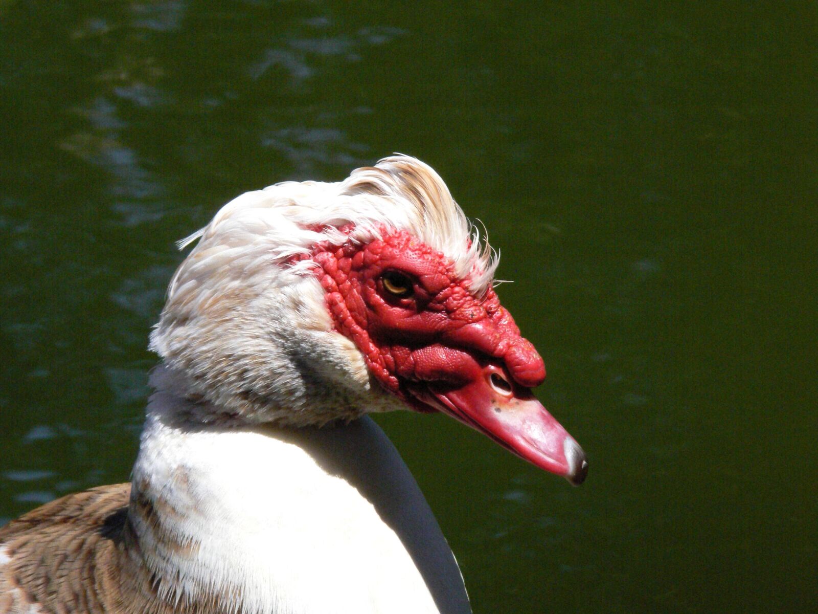 Panasonic DMC-FZ30 sample photo. Muscovy ducks, male, bird photography