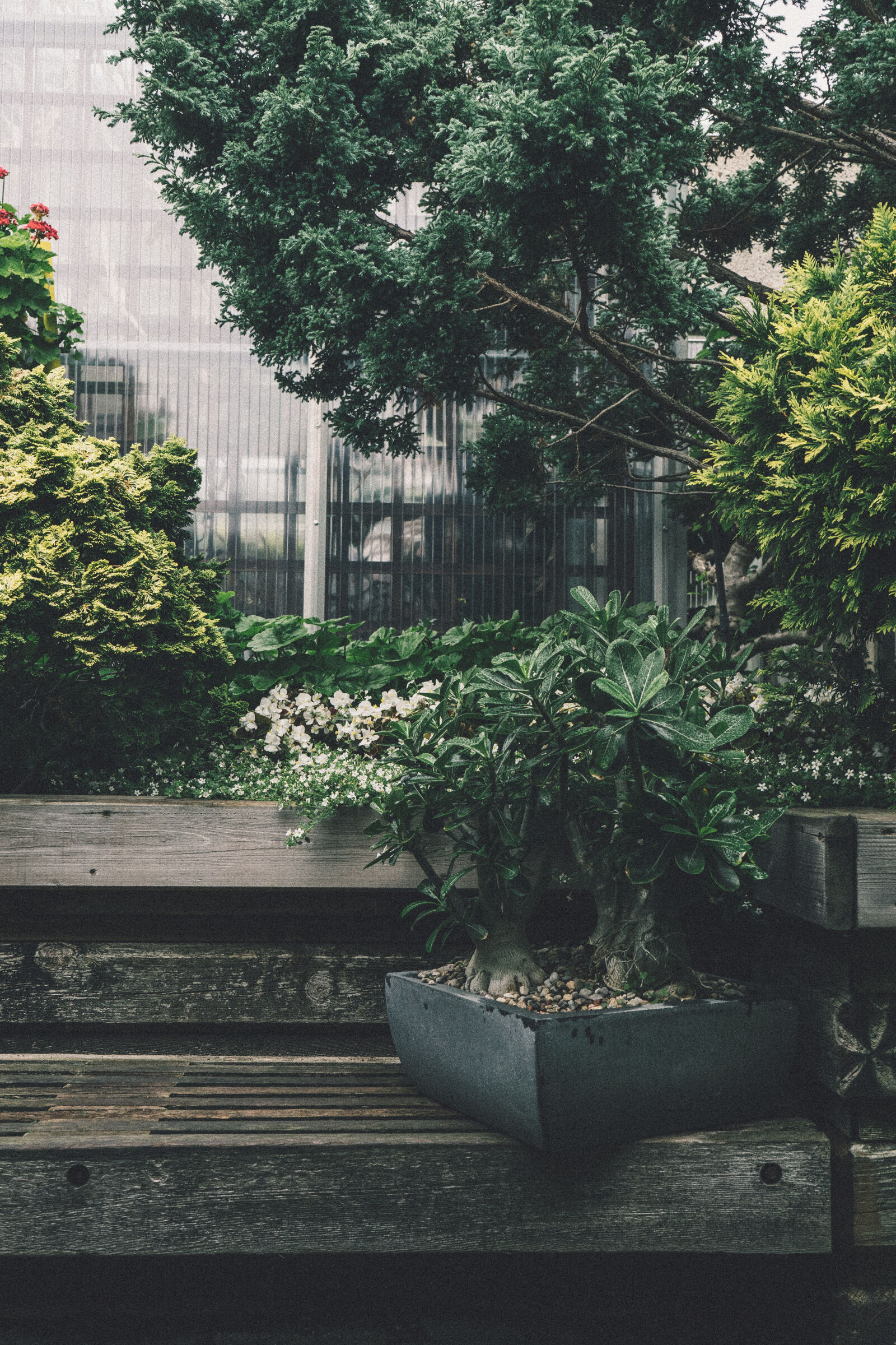 Sony a7 II + Sony FE 28-70mm F3.5-5.6 OSS sample photo. Green, plant photography