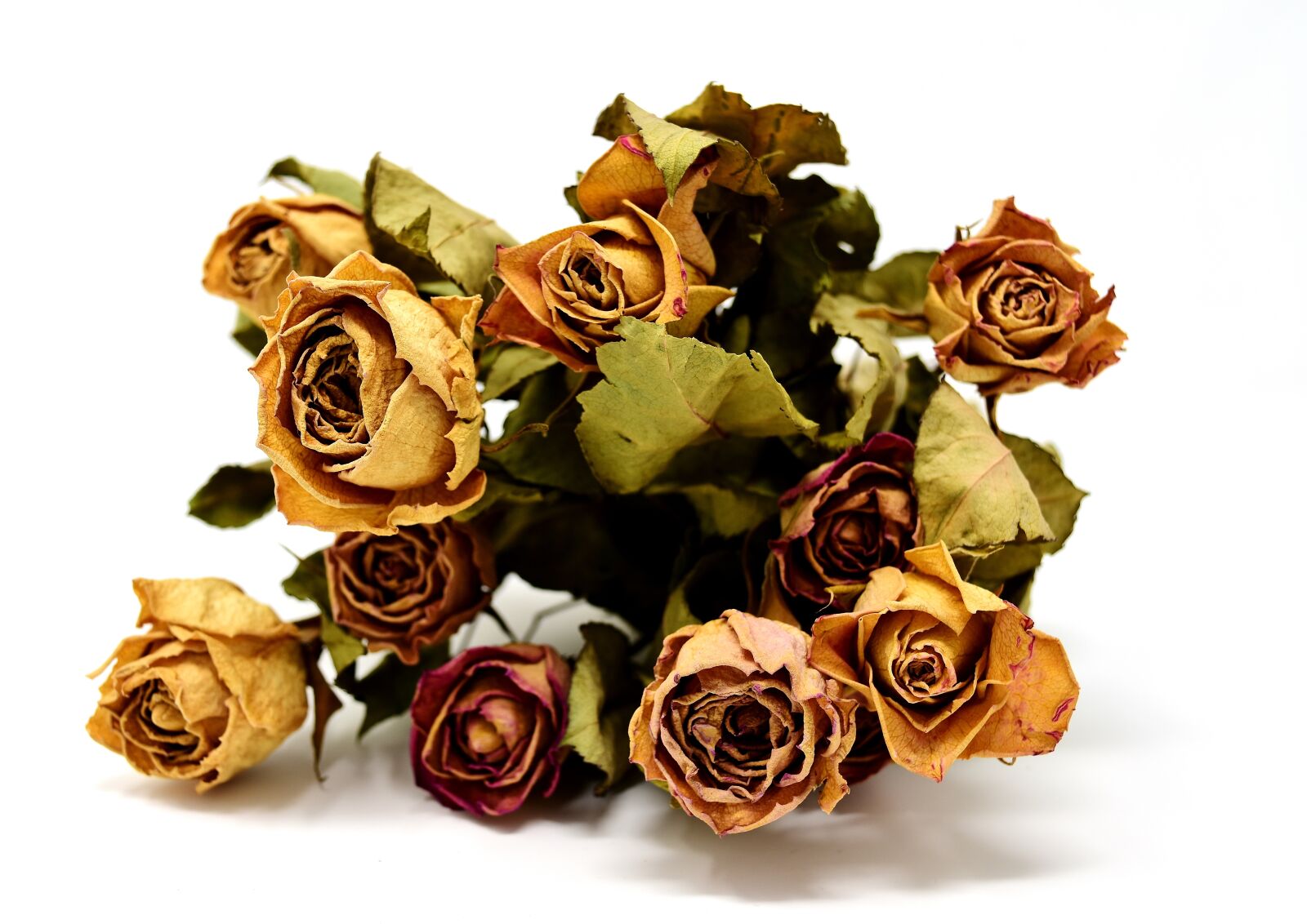 Nikon D7200 sample photo. Roses, flowers, dried photography