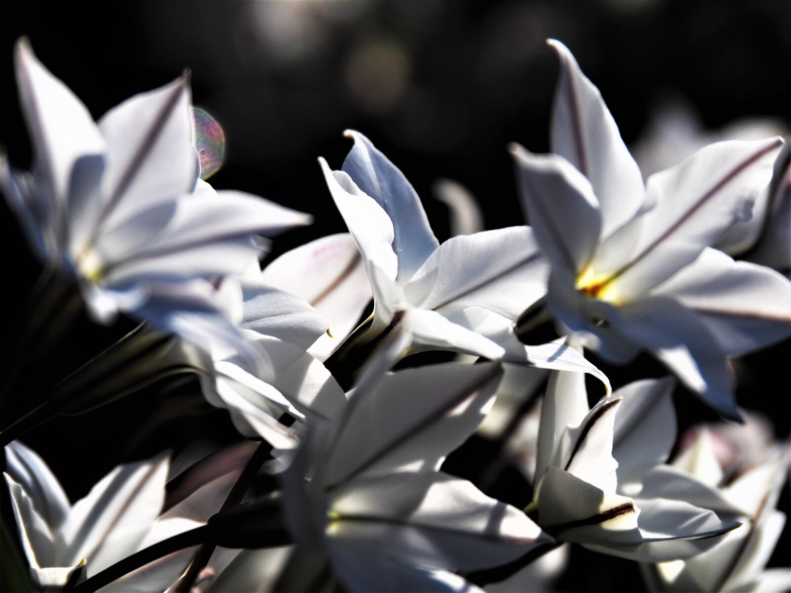 Olympus OM-D E-M10 II sample photo. Nature, spring, flowers photography