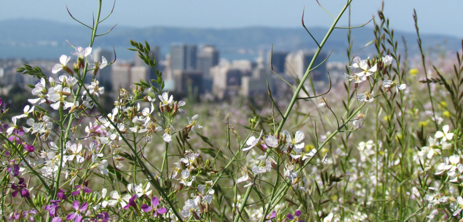 Canon PowerShot SX30 IS sample photo. Cityscape, flowers, nature photography