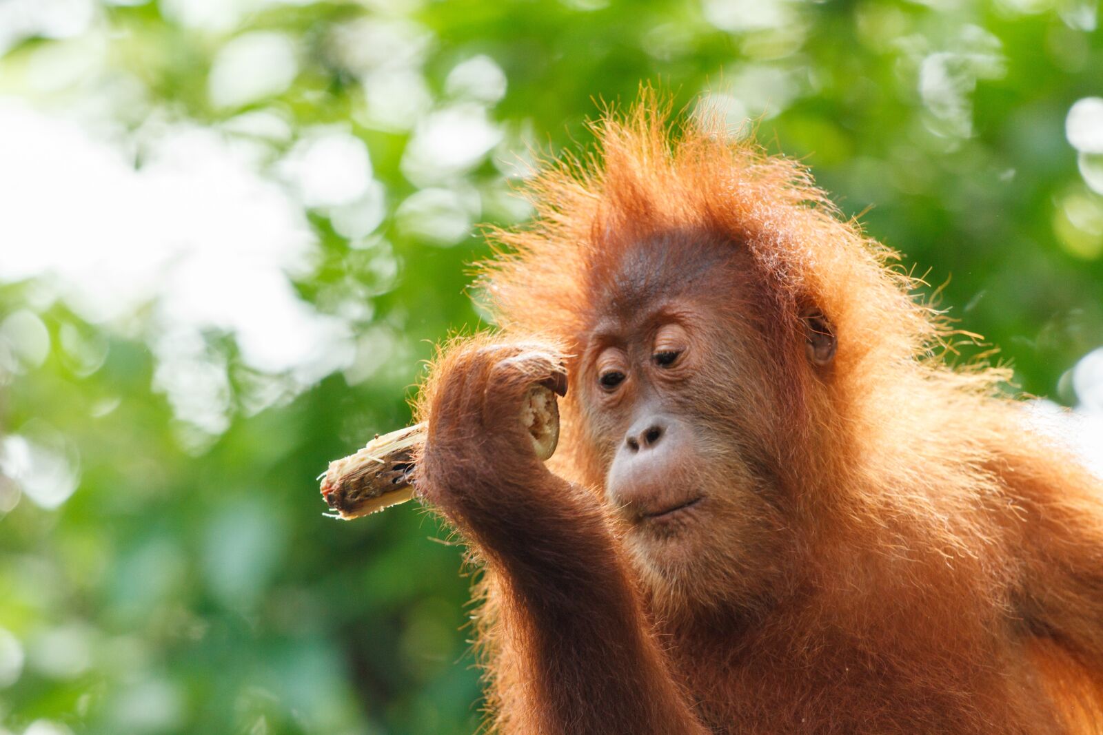 Canon EOS 7D + Canon EF 70-200mm F4L IS USM sample photo. Orang-utan, baby, monkey photography