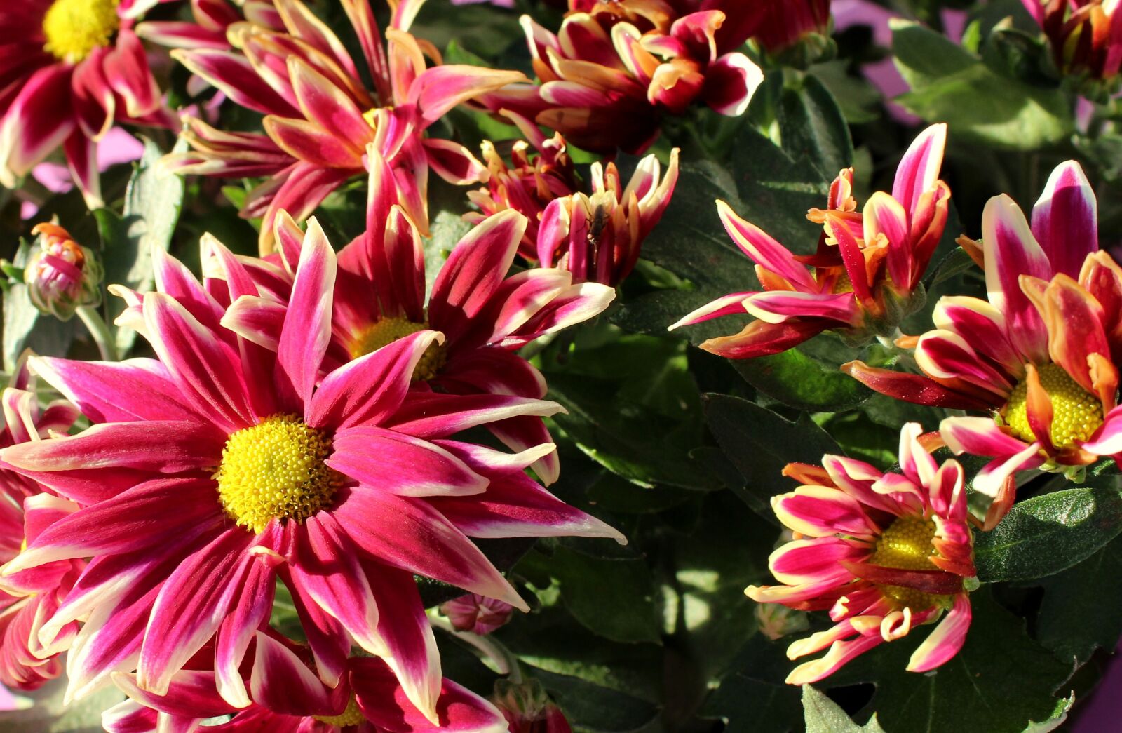 Canon EOS 1200D (EOS Rebel T5 / EOS Kiss X70 / EOS Hi) sample photo. Flowers, autumn, figure photography