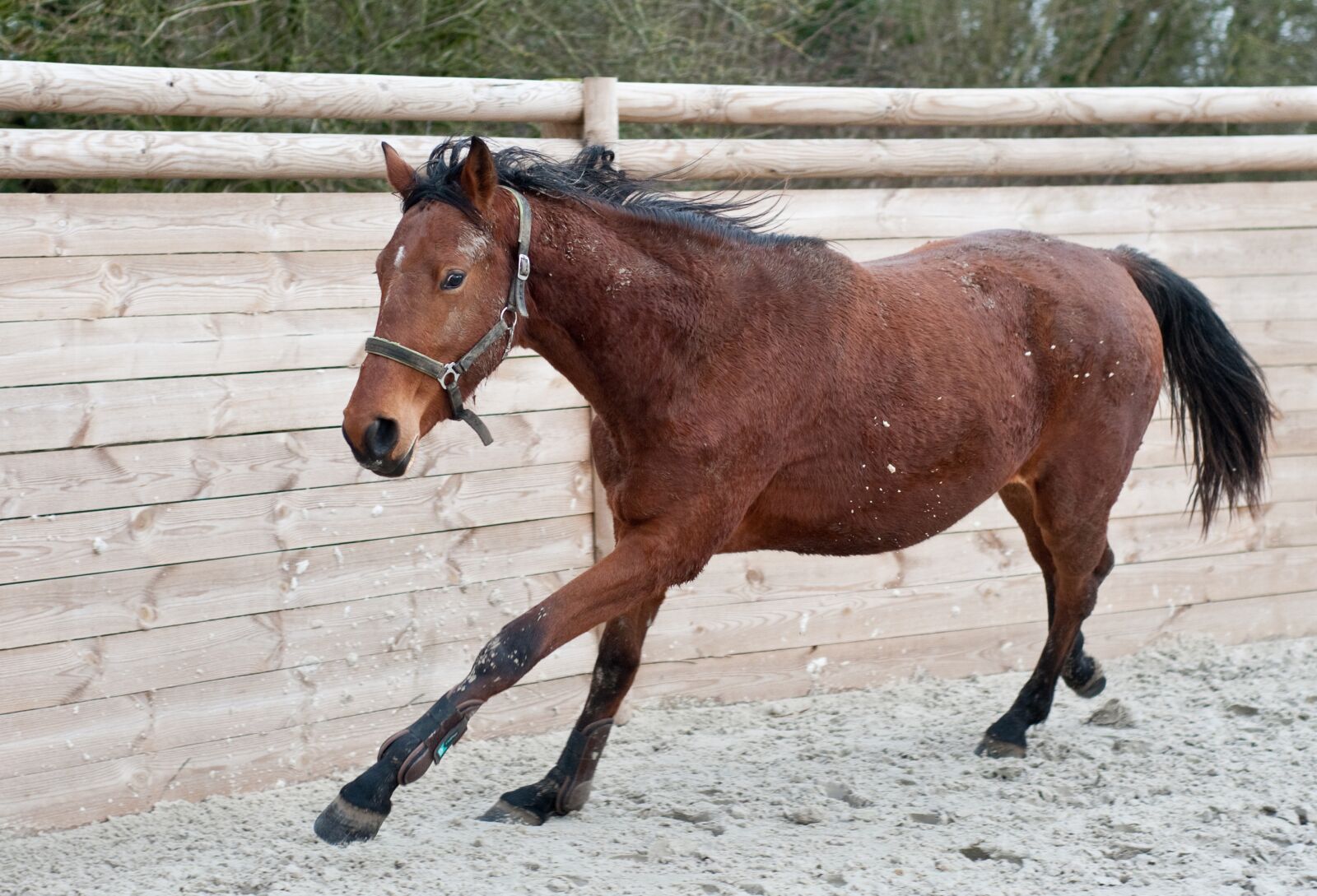 Nikon D300 sample photo. Horse, run, filly photography