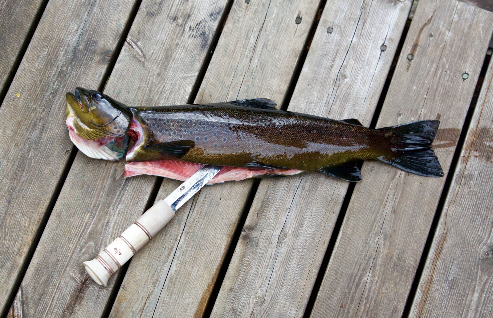 Canon EOS 5D Mark III sample photo. Fishing, trout, fish photography