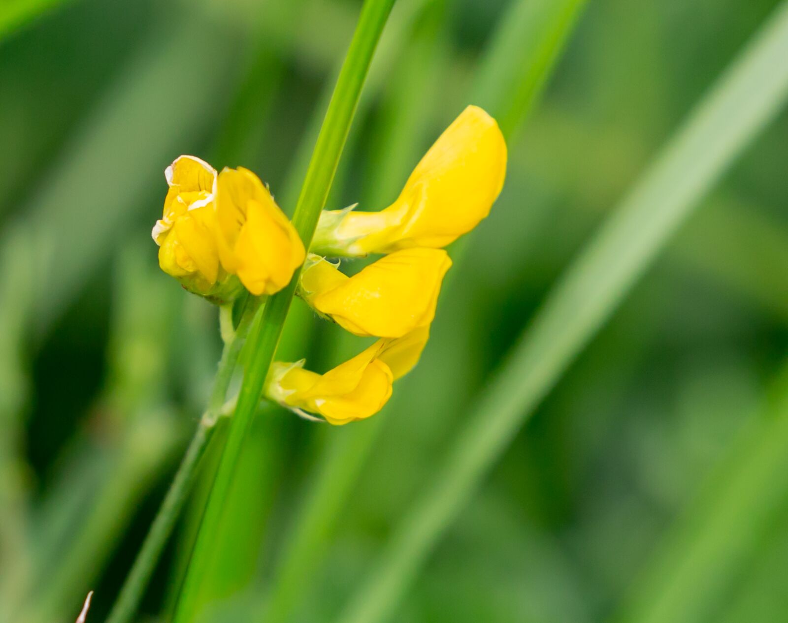 Canon EOS 5D Mark III sample photo. Buttercup, bulbous buttercup, yellow photography