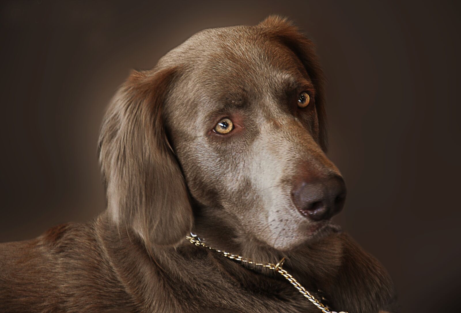 Nikon D90 sample photo. Weimaraner, dog, hunting dog photography