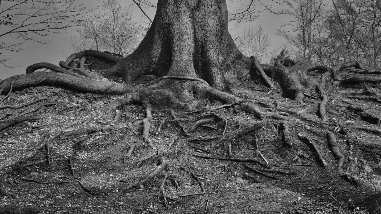 Nikon D7100 sample photo. Tree root, root, rooting photography