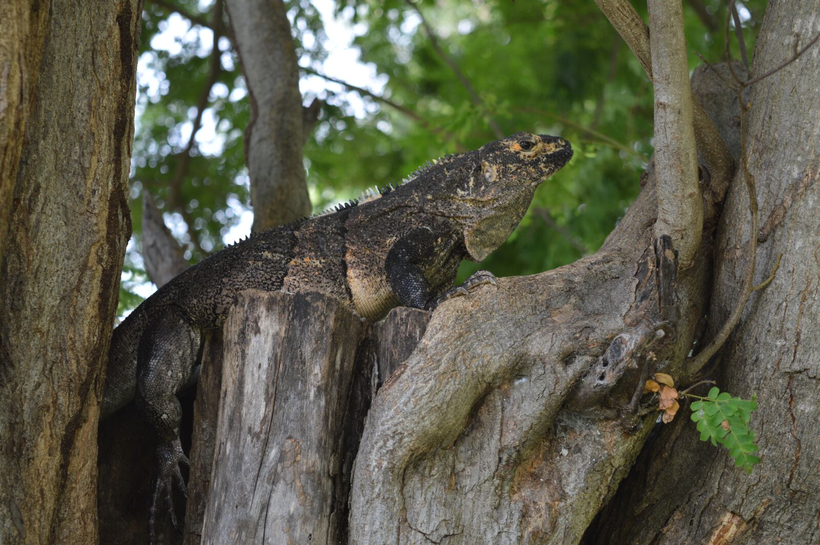 Nikon D3200 sample photo. Iguana, tree, wood photography