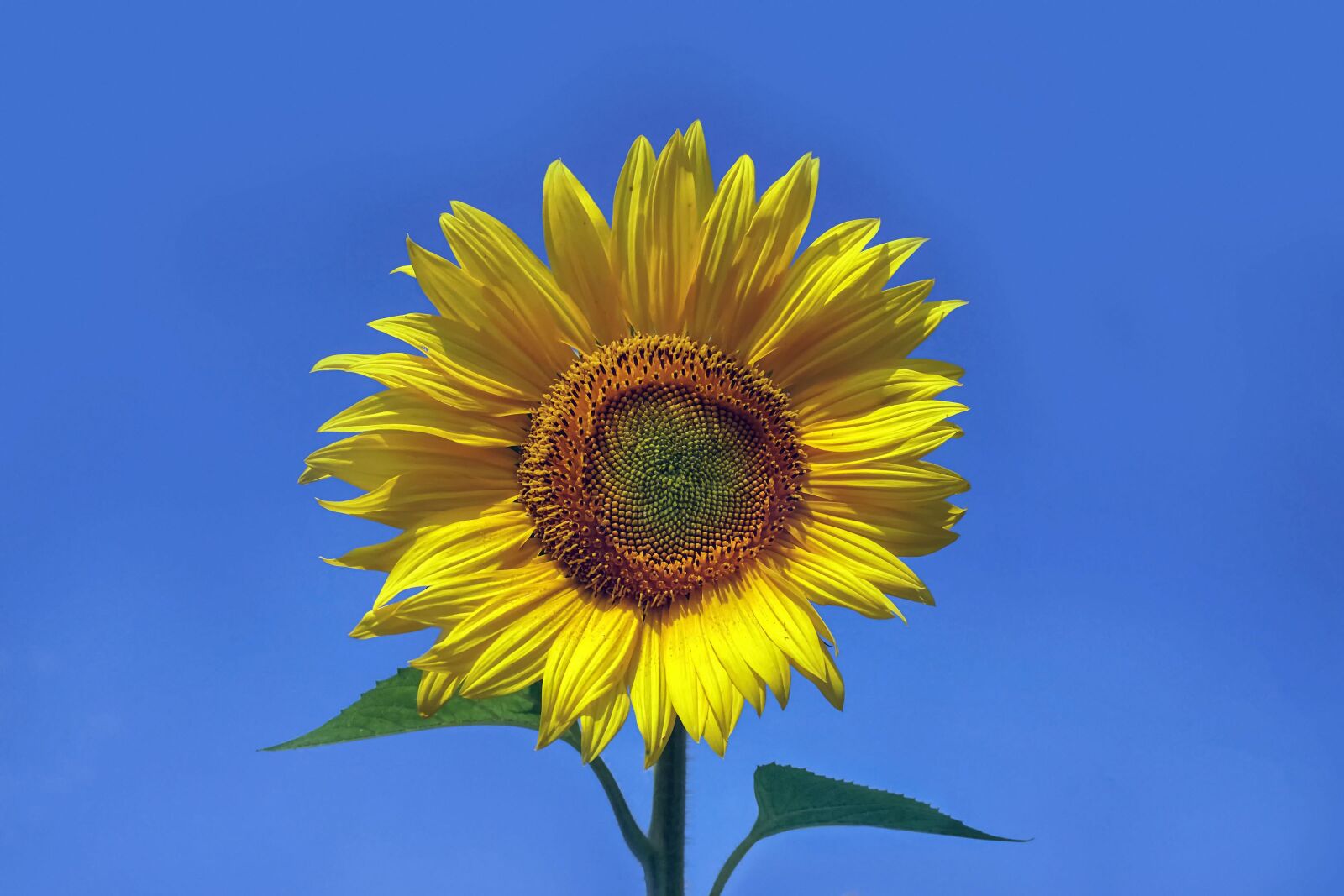 Sony a6300 sample photo. Sunflower, flower, yellow photography