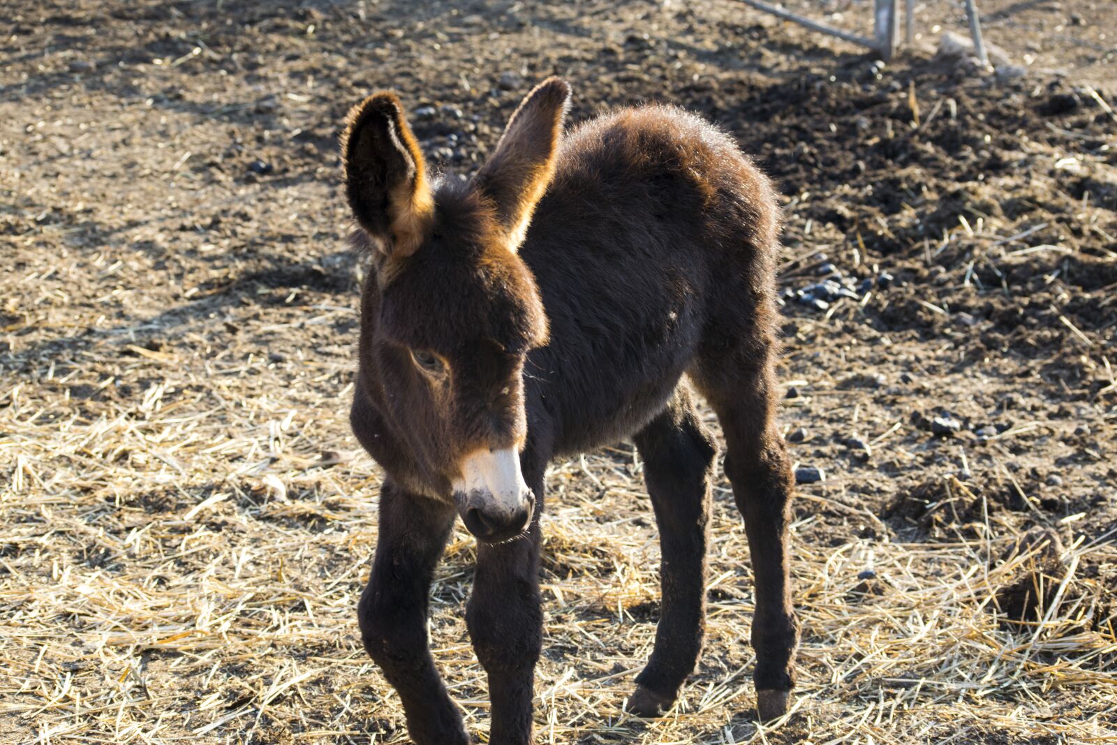 Nikon D5300 sample photo. Donkey, nature, animal photography