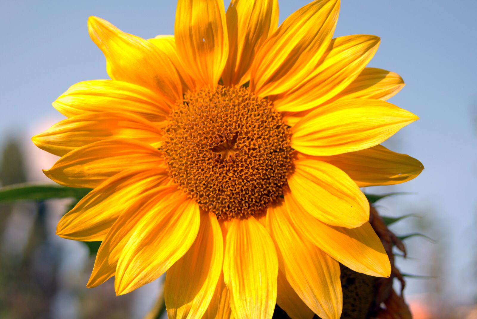 Pentax K-S2 sample photo. Sunflower, yellow, garden photography