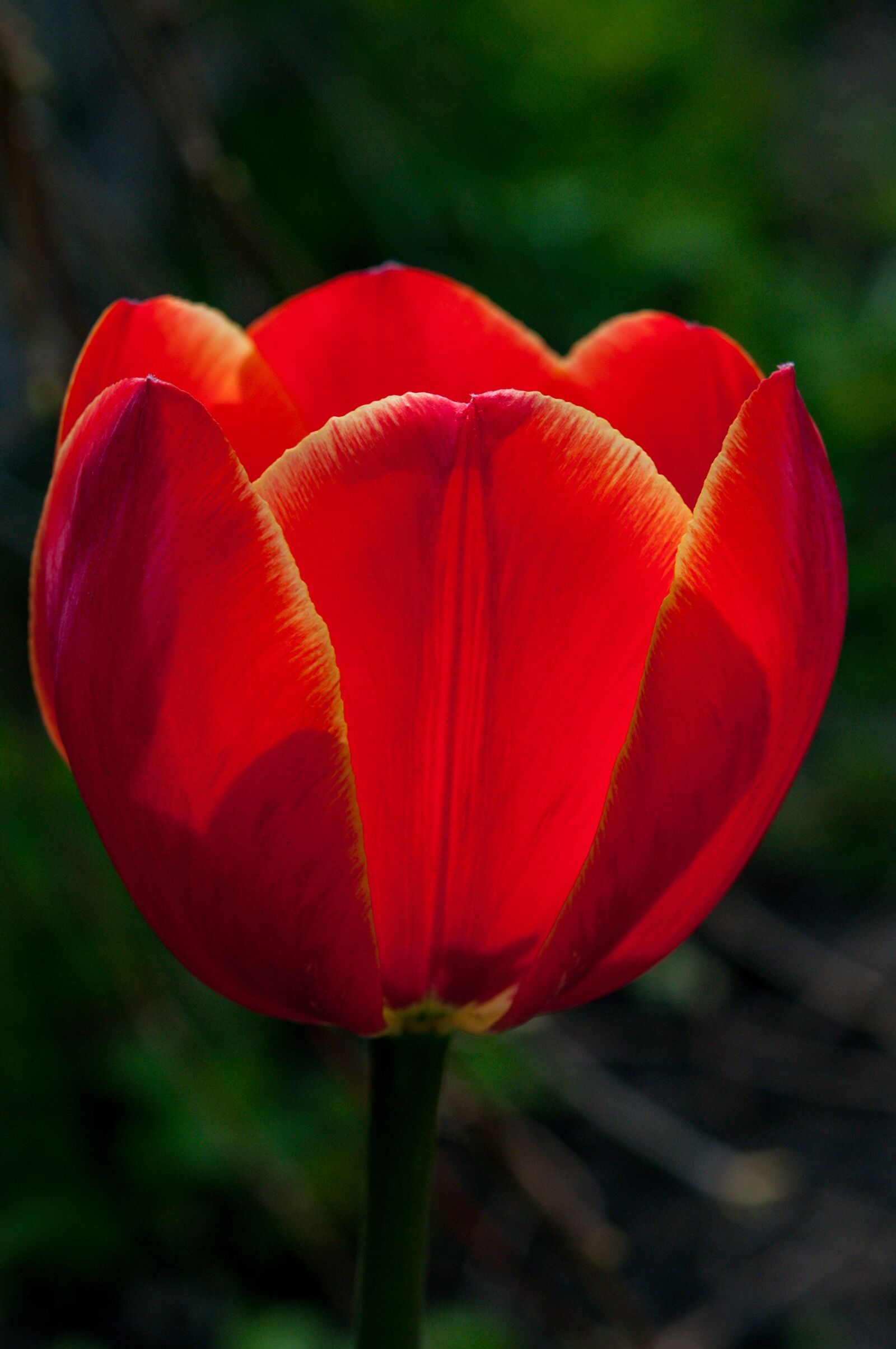 Nikon D300S sample photo. Garden, flower, tulip photography