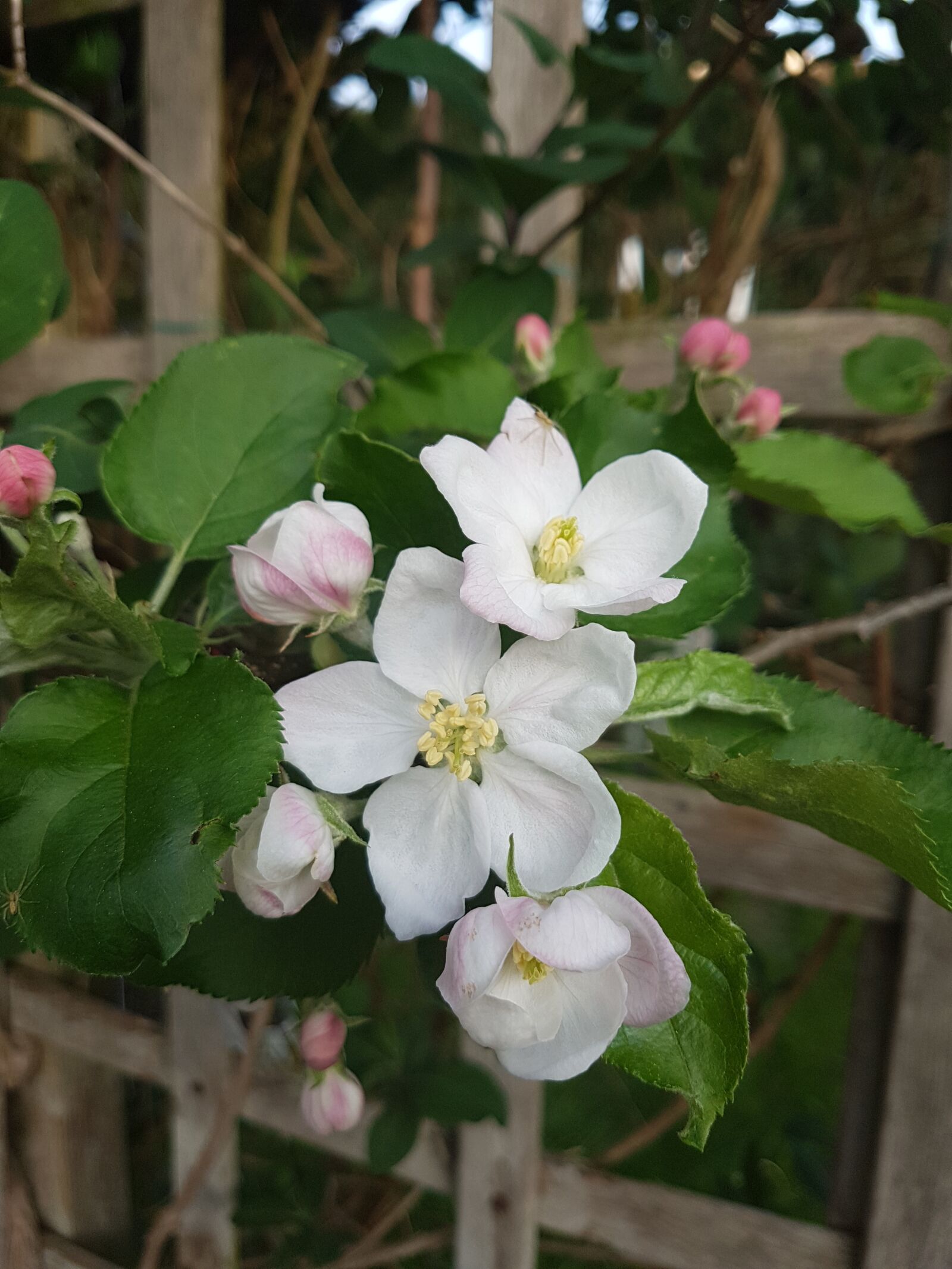 Samsung Galaxy S7 Edge sample photo. Christmas rose, flowers, garden photography