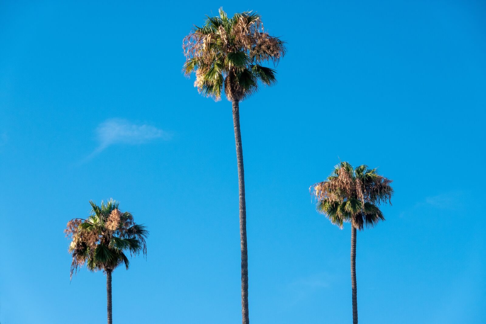 Sony Cyber-shot DSC-RX100 VI sample photo. Palm trees, beach, sky photography