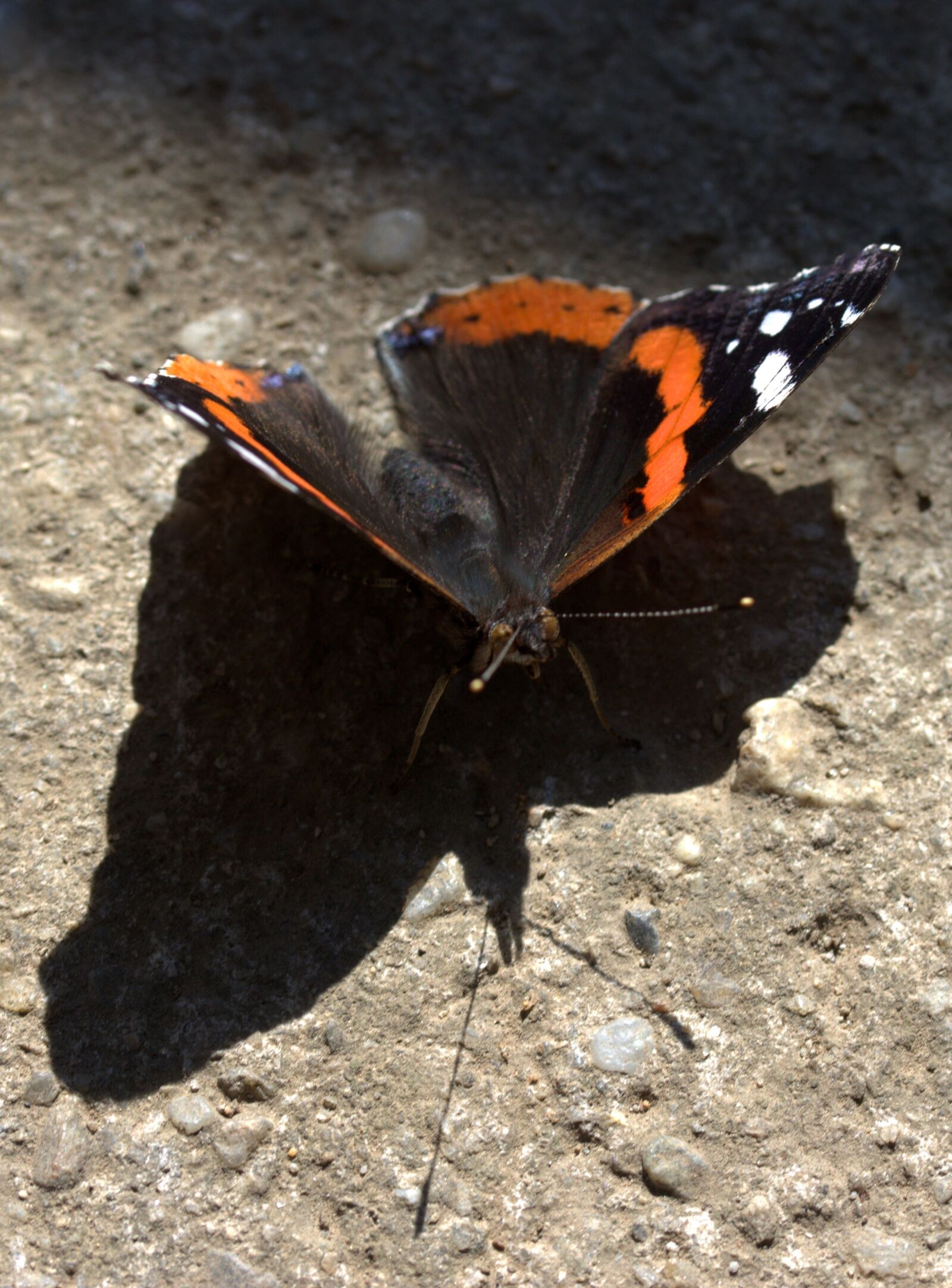 Canon EF-S 60mm F2.8 Macro USM sample photo. Butterfly, red, black photography