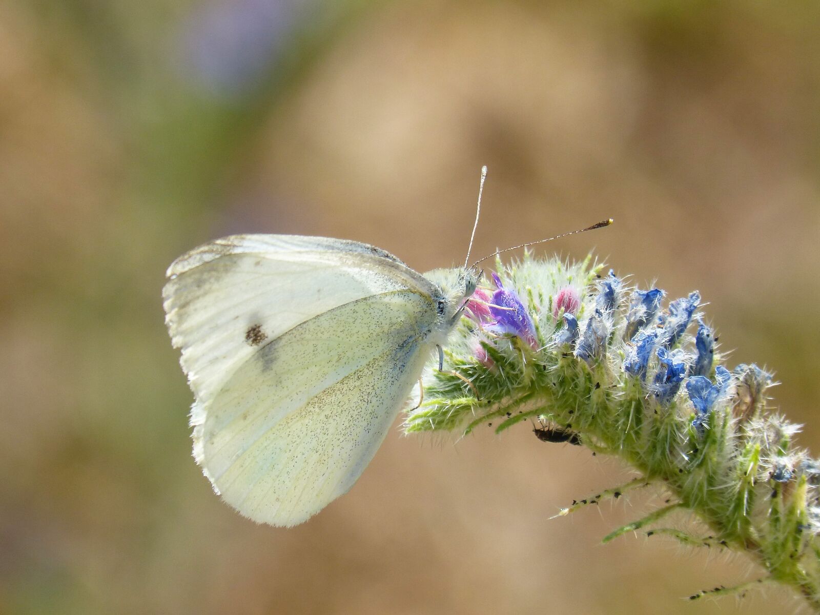 Panasonic DMC-FZ62 sample photo. Butterfly, blanqueta cabbage, libar photography