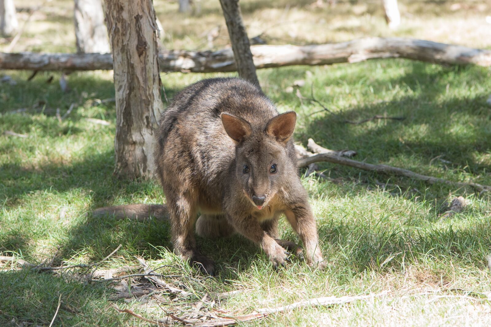 Nikon D750 sample photo. Pademelon, nature, mammal photography