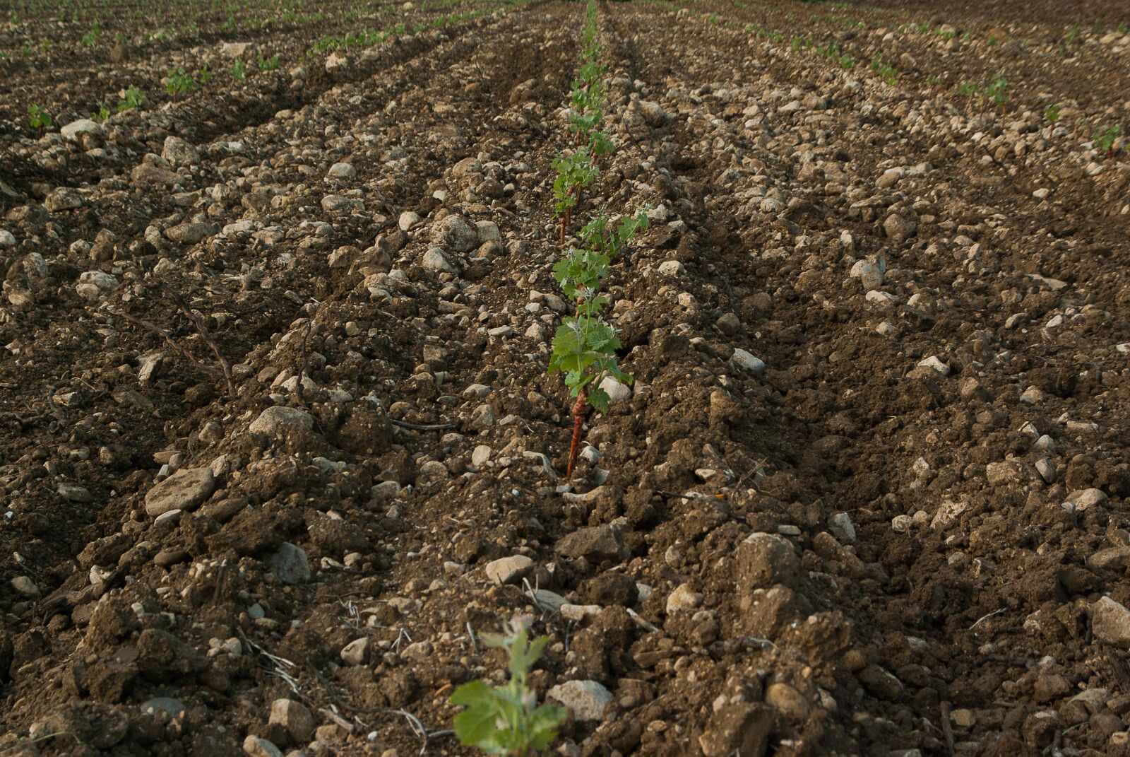 Pentax K10D sample photo. Vine, plantation, culture photography