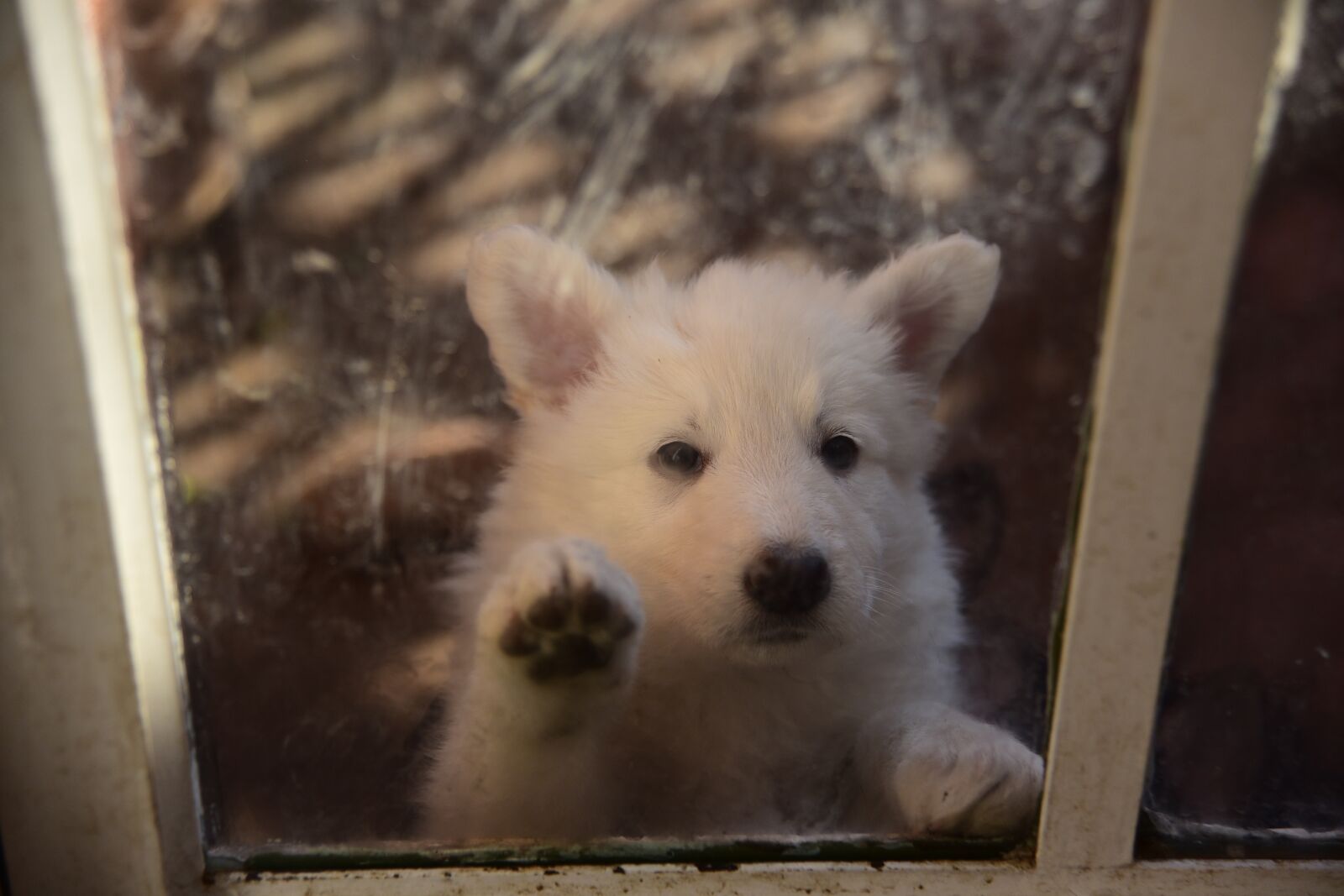 Nikon D750 sample photo. Puppy, pet, animal photography
