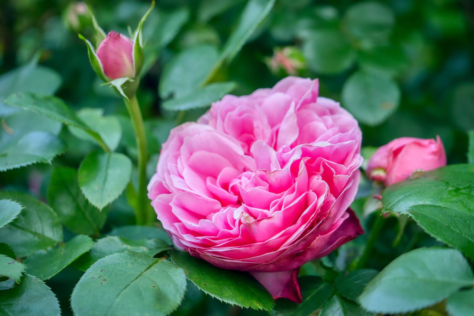 Panasonic Lumix DMC-GX8 sample photo. Rose, bud, nature photography