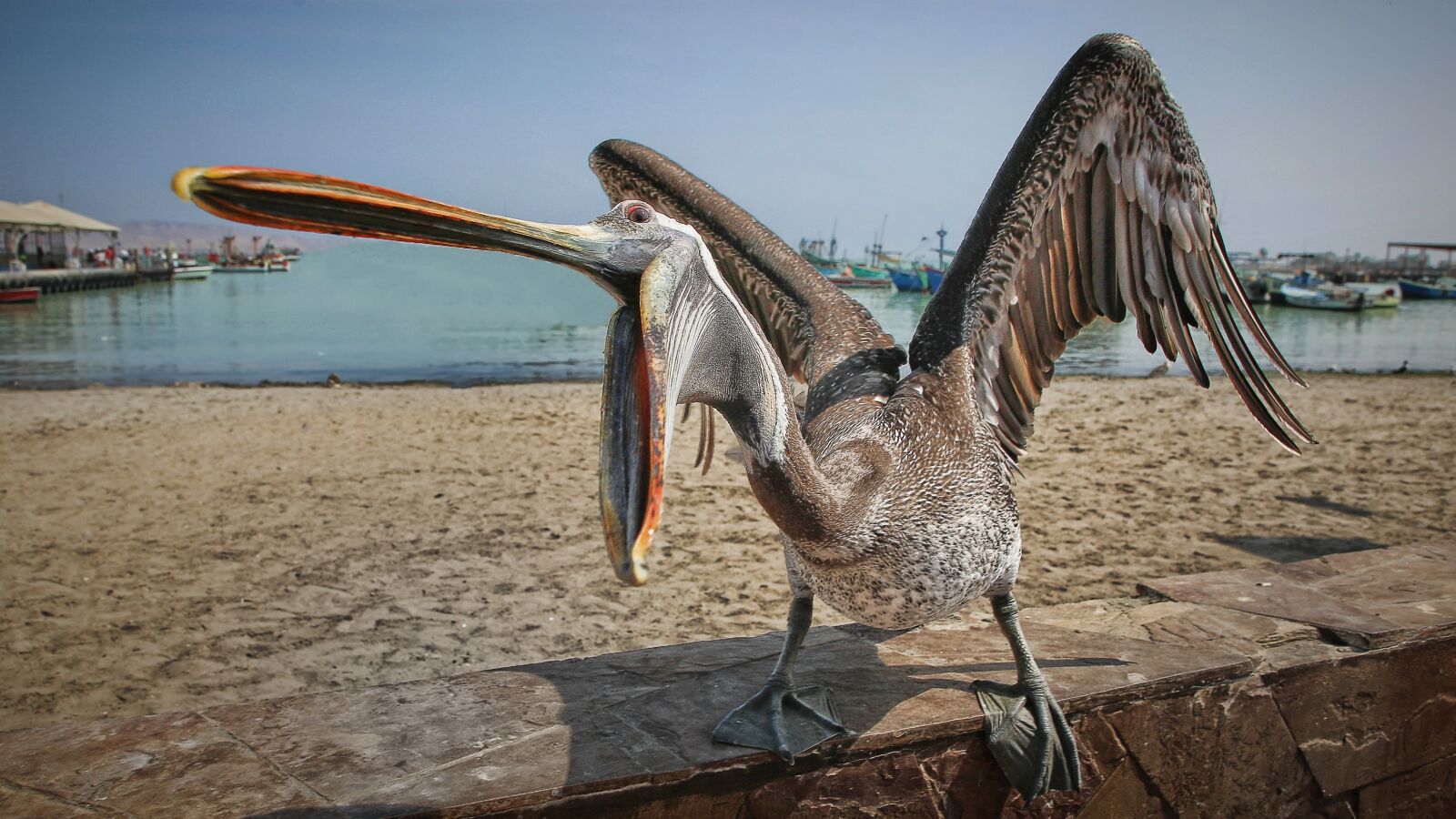 Canon EOS 5D Mark III sample photo. A hungry seabirds, the photography