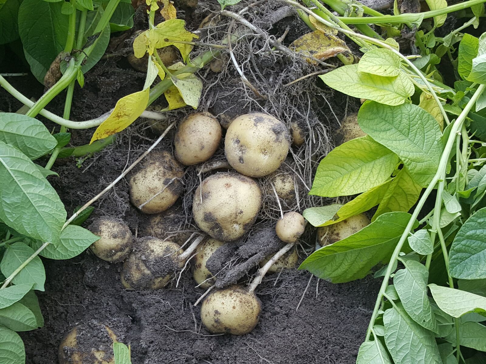 Samsung Galaxy S6 sample photo. Potatoes, field, harvest photography