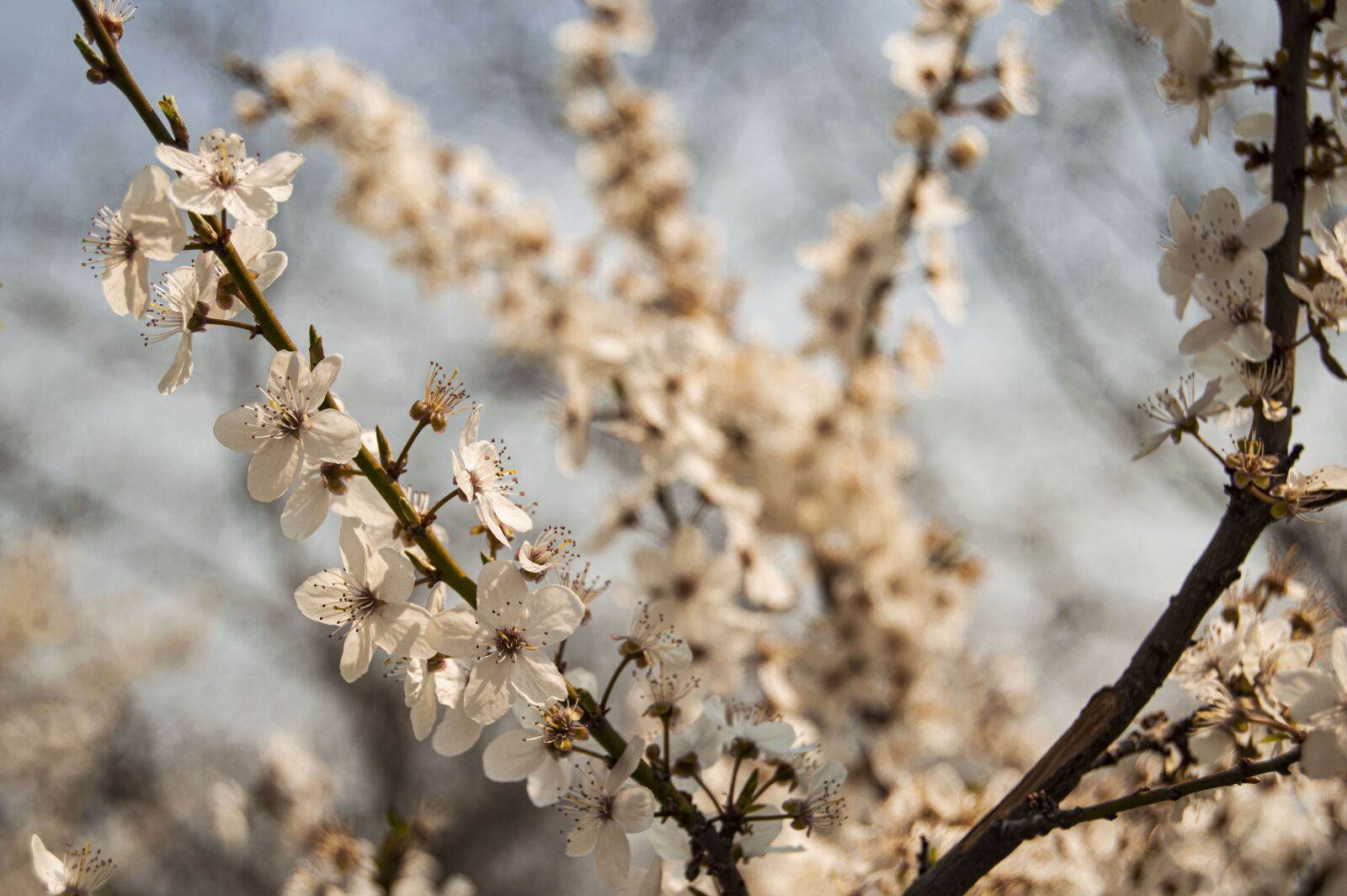 Nikon D3200 sample photo. Spring, flowers, nature photography
