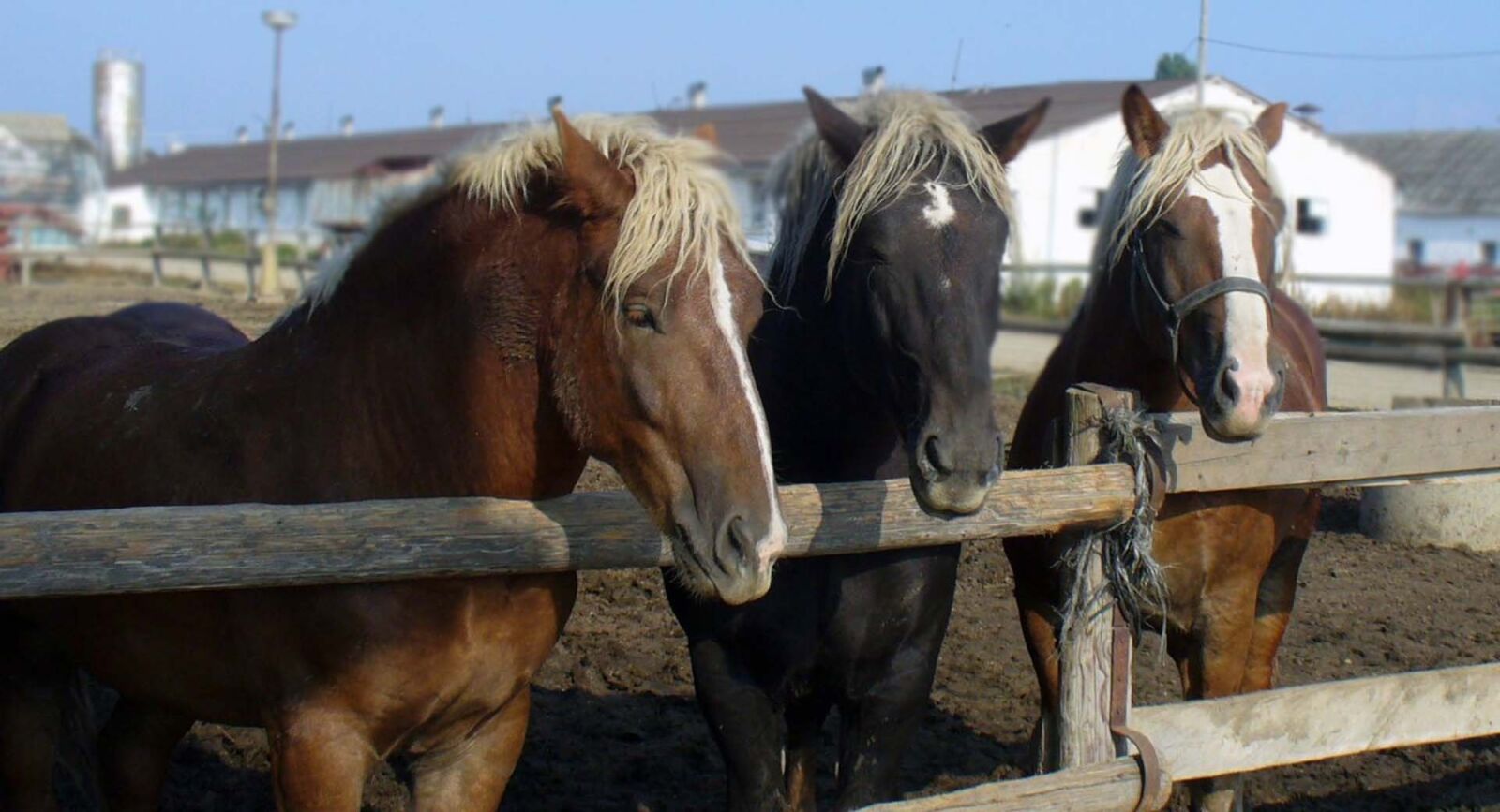 Panasonic DMC-LZ5 sample photo. Horses, mares, stallions photography
