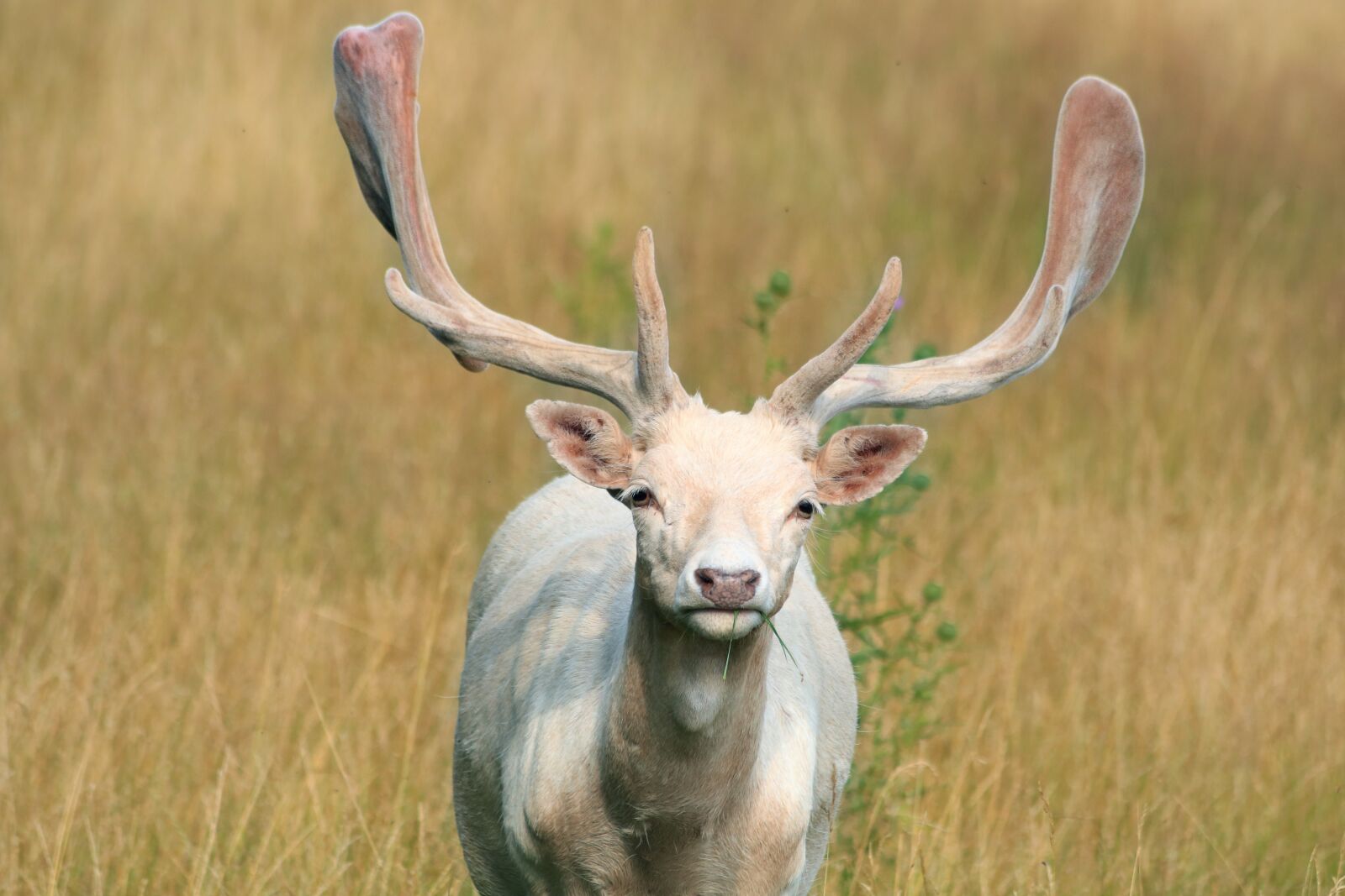 Canon EF 70-300mm F4-5.6 IS USM sample photo. Fallow deer, antlers, white photography