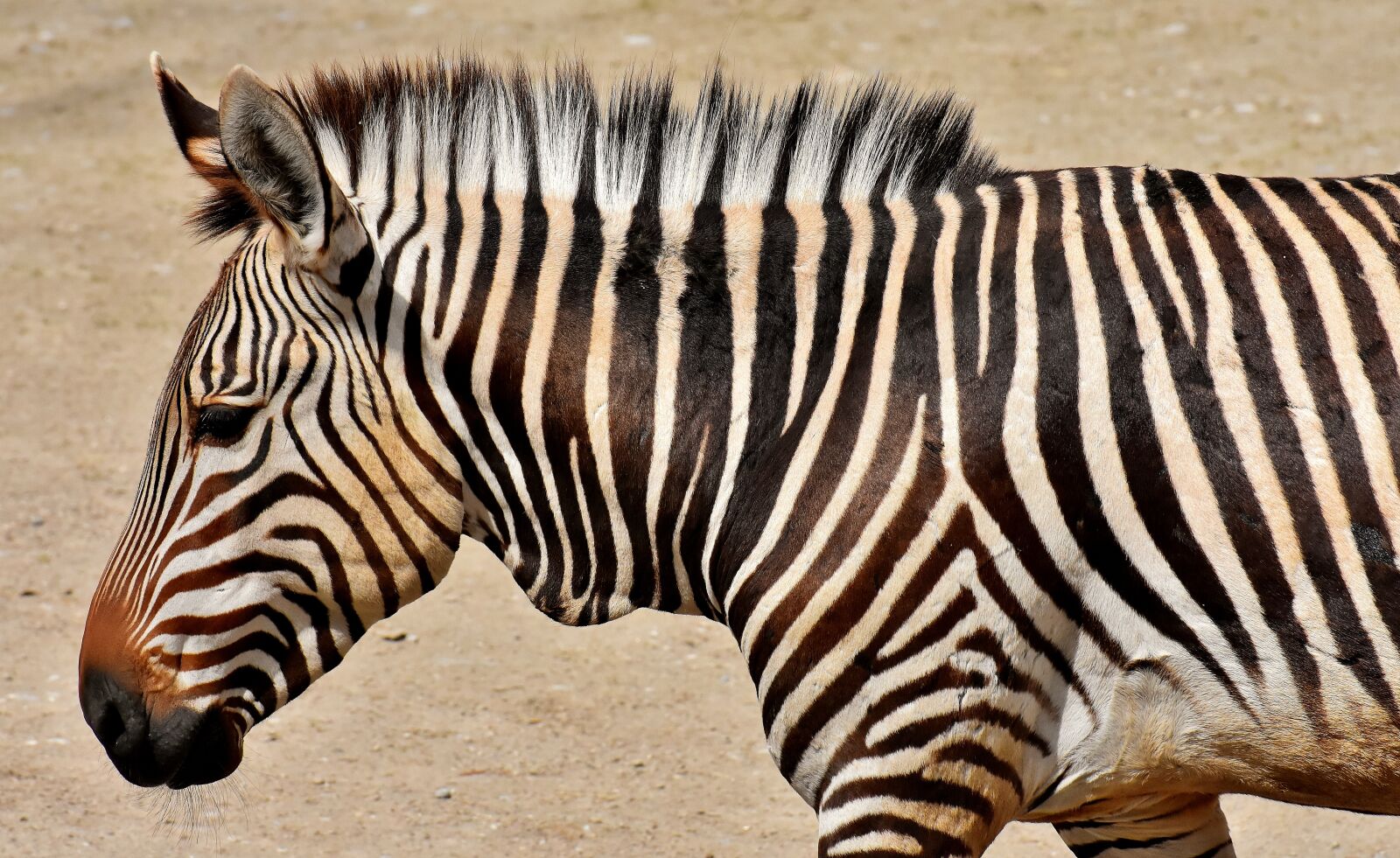 Nikon D7200 sample photo. Zebra, wild animal, zoo photography