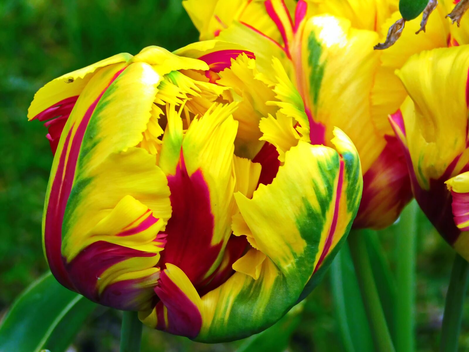 Nikon Coolpix B500 sample photo. Beautiful flower, colorful, tulip photography